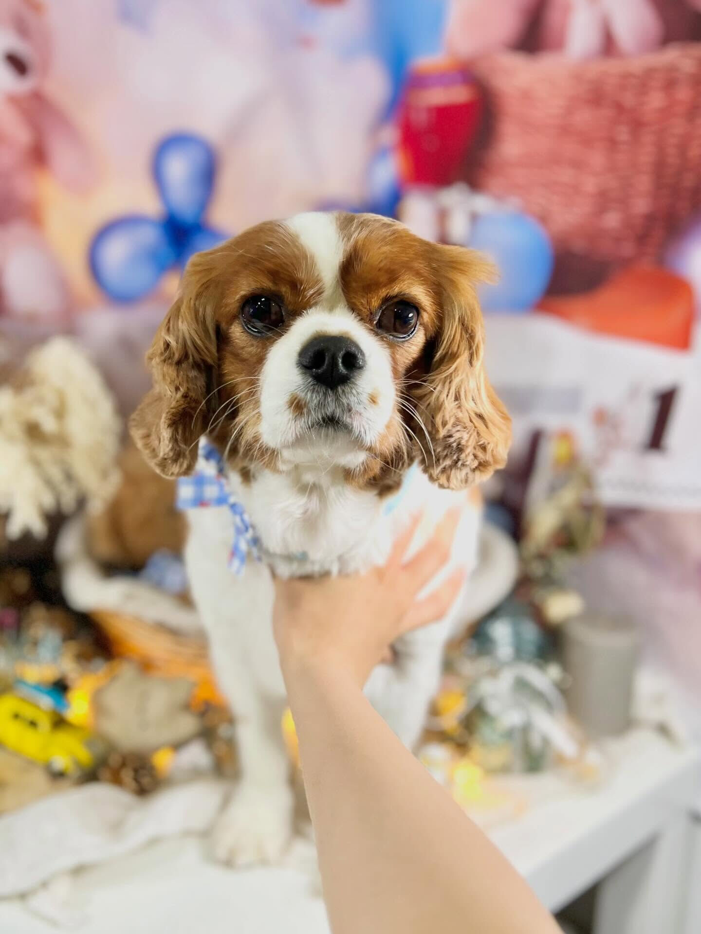 来店いただいたおもちちゃんです🐶✨
