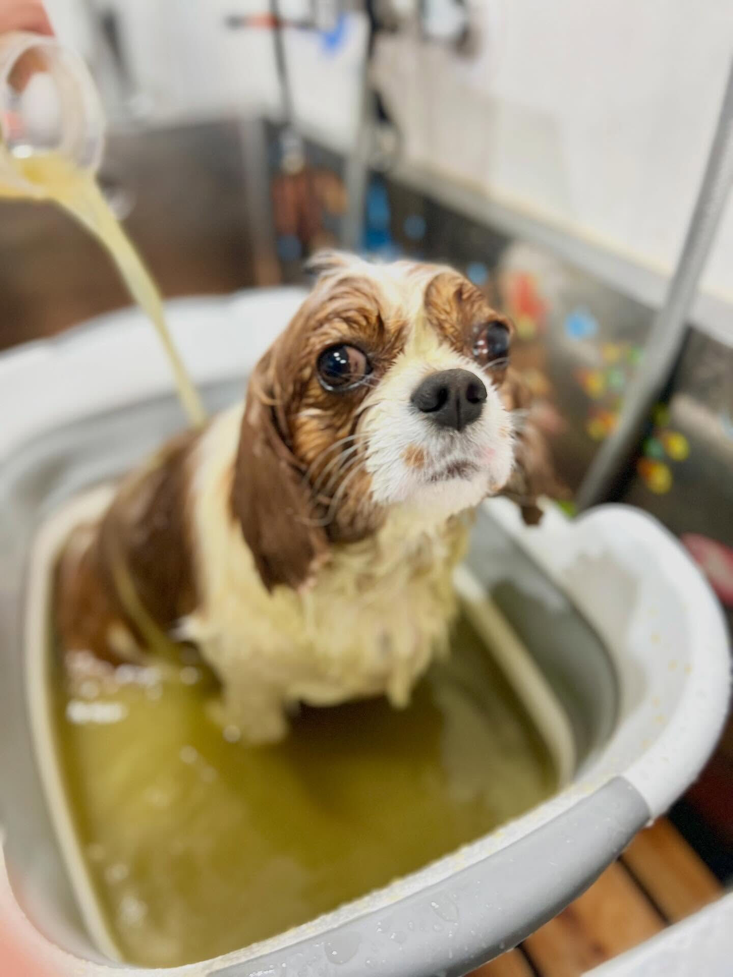 来店いただいたおもちちゃんです🐶✨