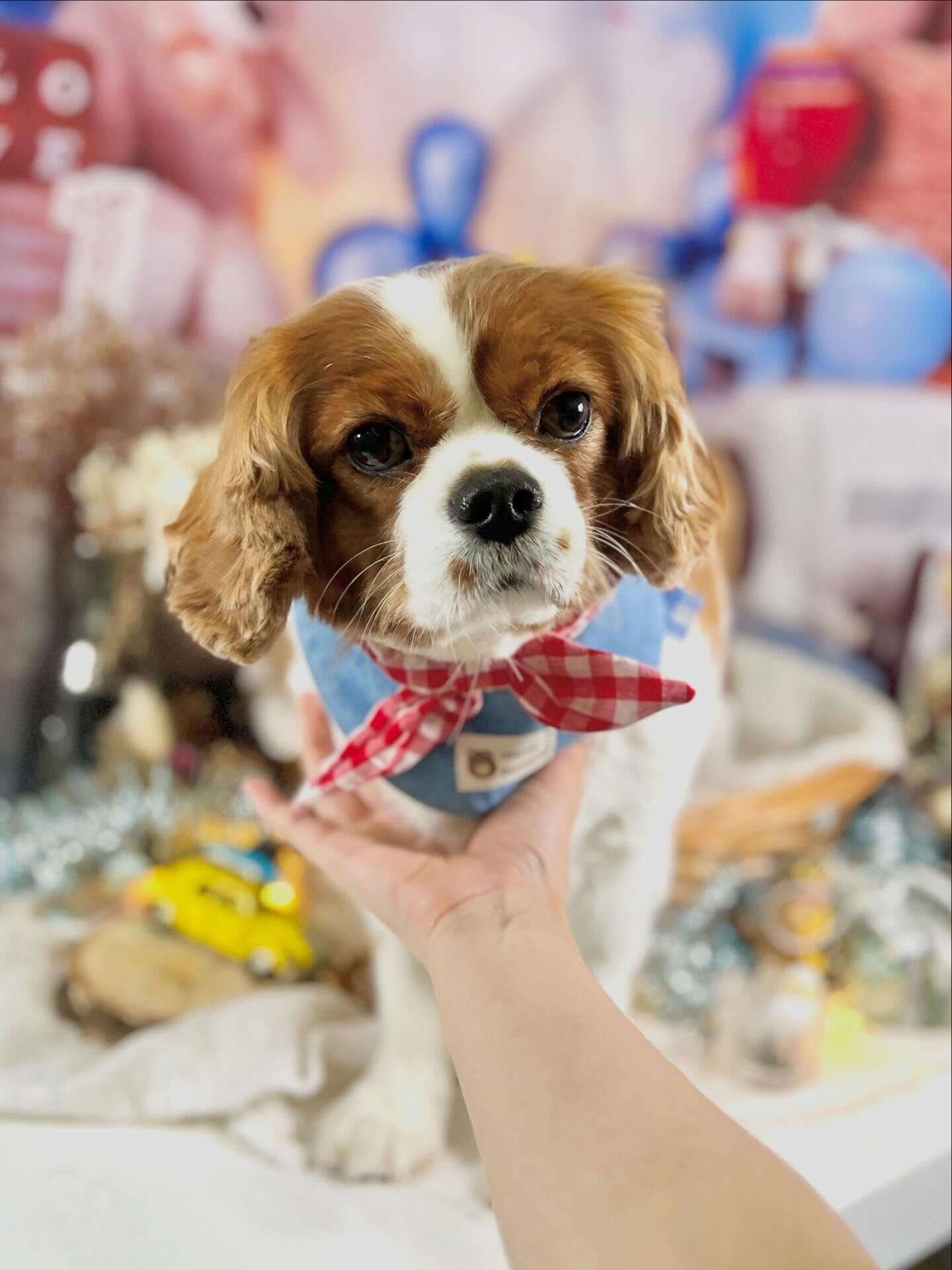 来店いただいたおもちちゃんです🐶✨