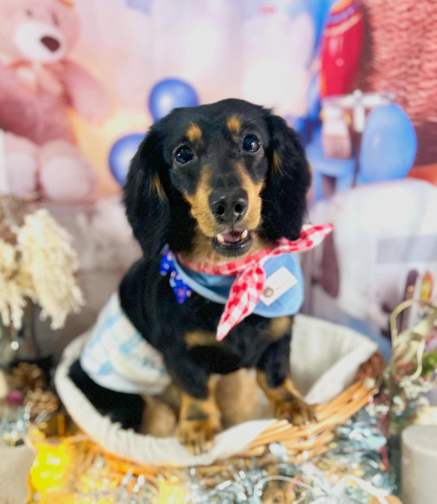 来店いただいたハルくんです🐶✨