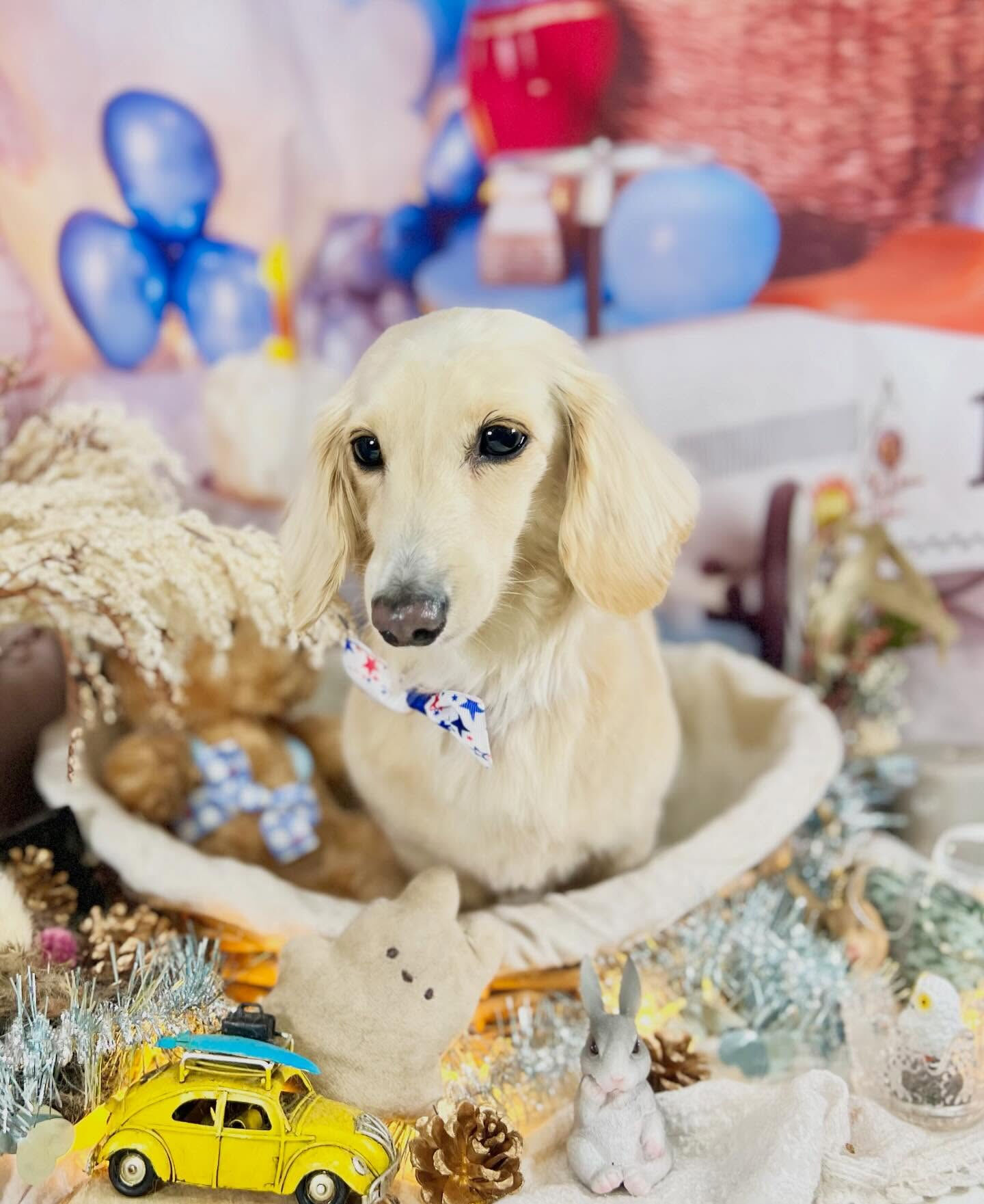 来店いただいたロンくんです🐶✨