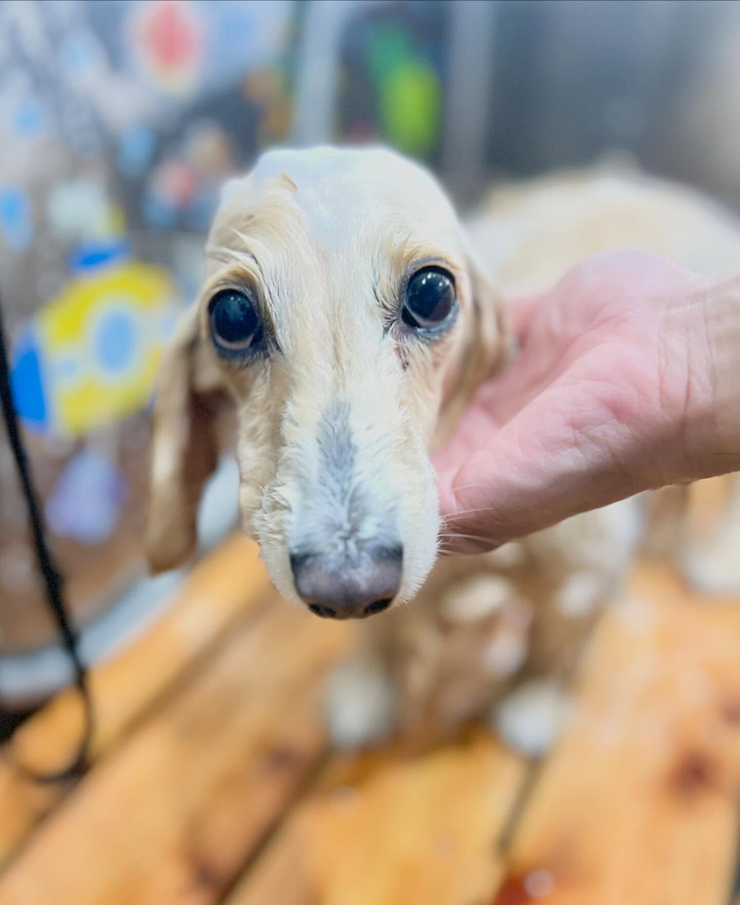 来店いただいたロンくんです🐶✨