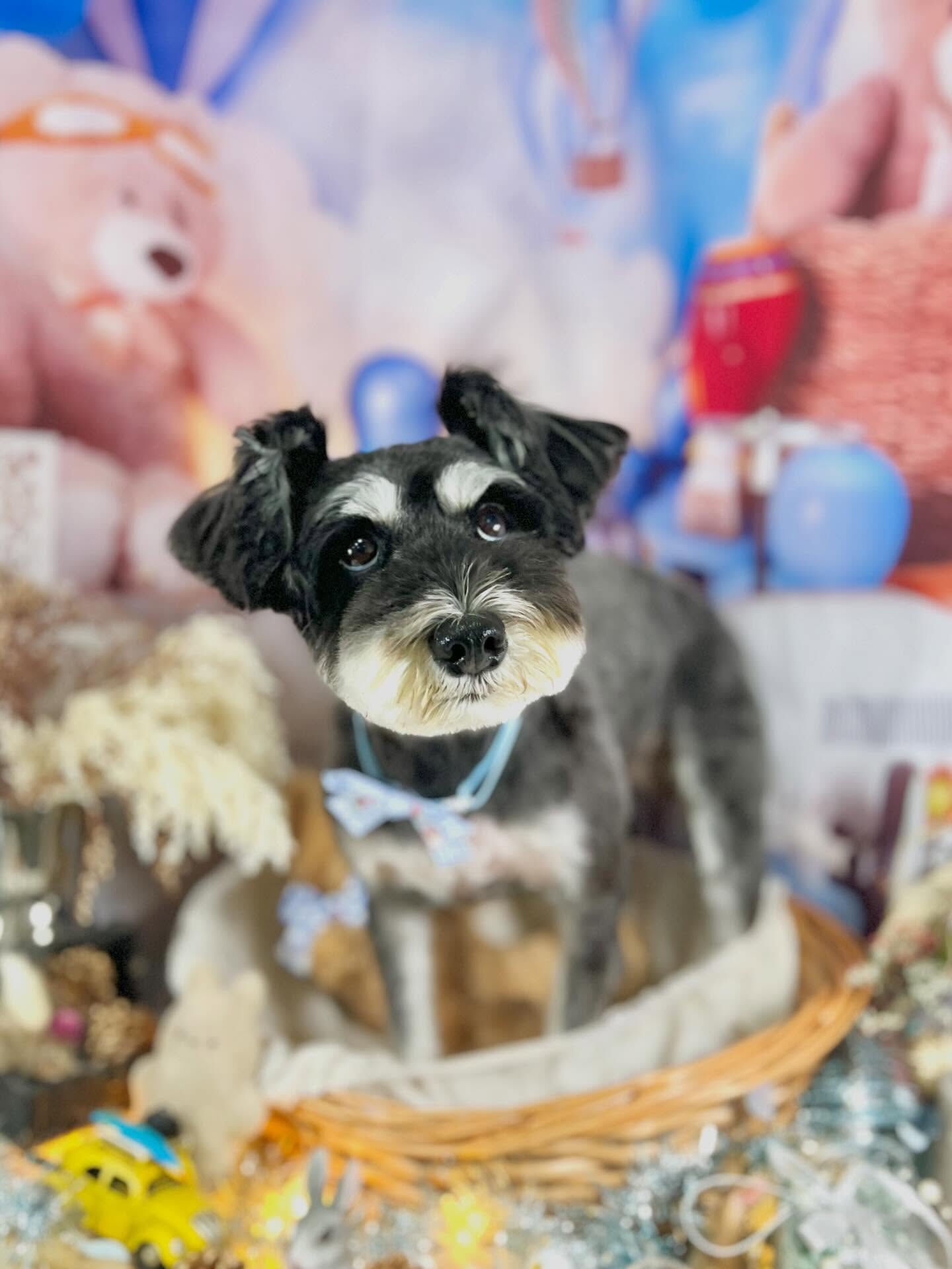 来店いただいたムックちゃんです🐶✨