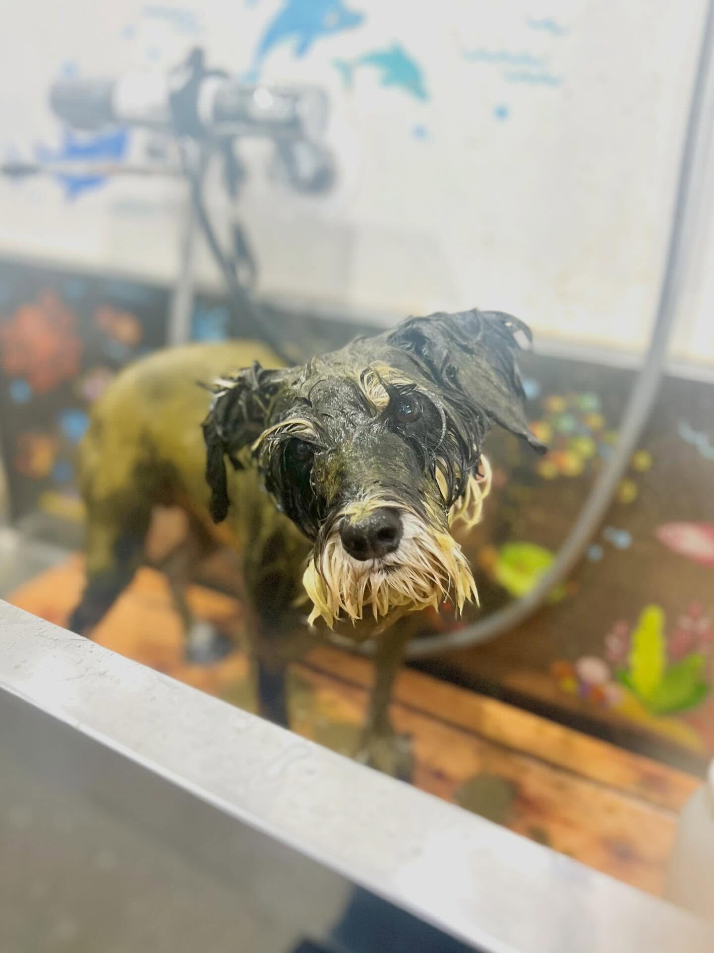 来店いただいたムックちゃんです🐶✨
