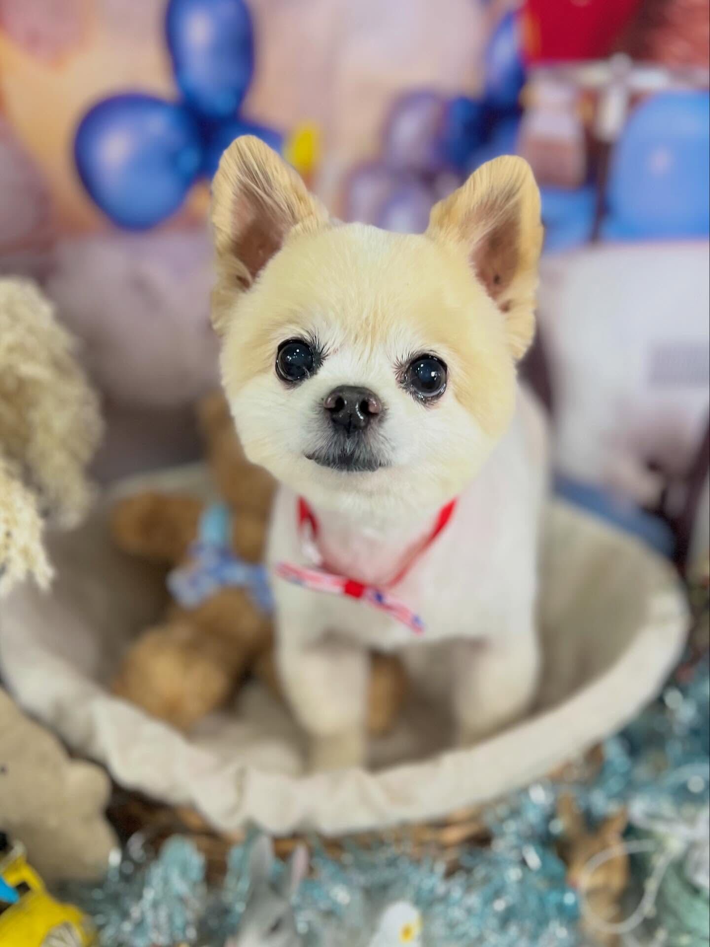 来店いただいたマルちゃんです🐶✨