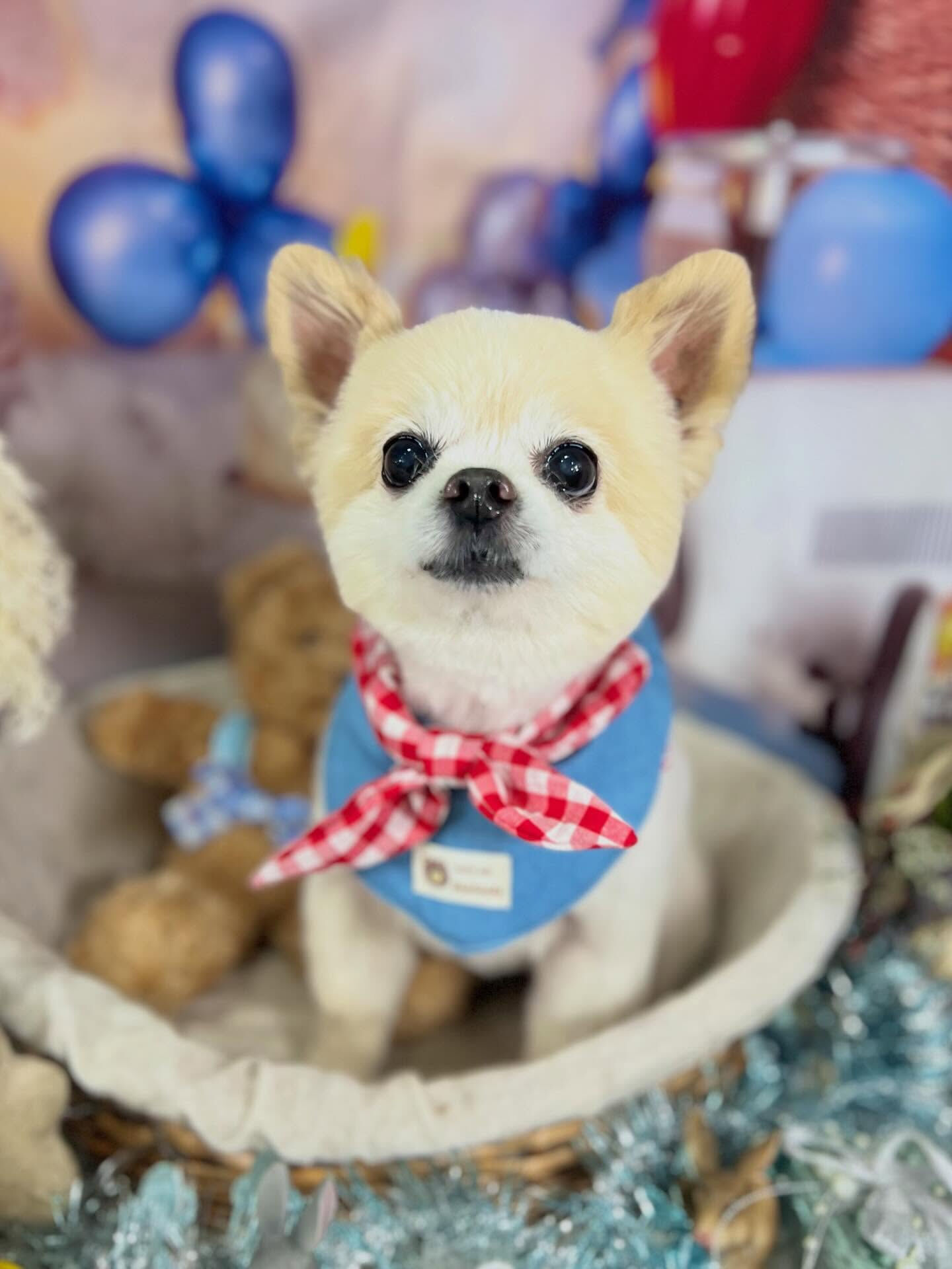 来店いただいたマルちゃんです🐶✨