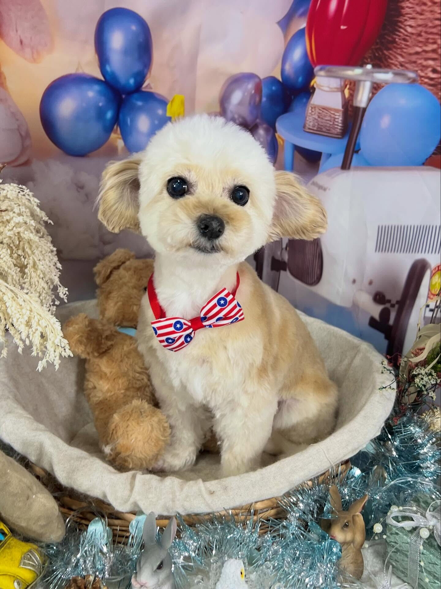来店いただいたハナちゃんです🐶✨
