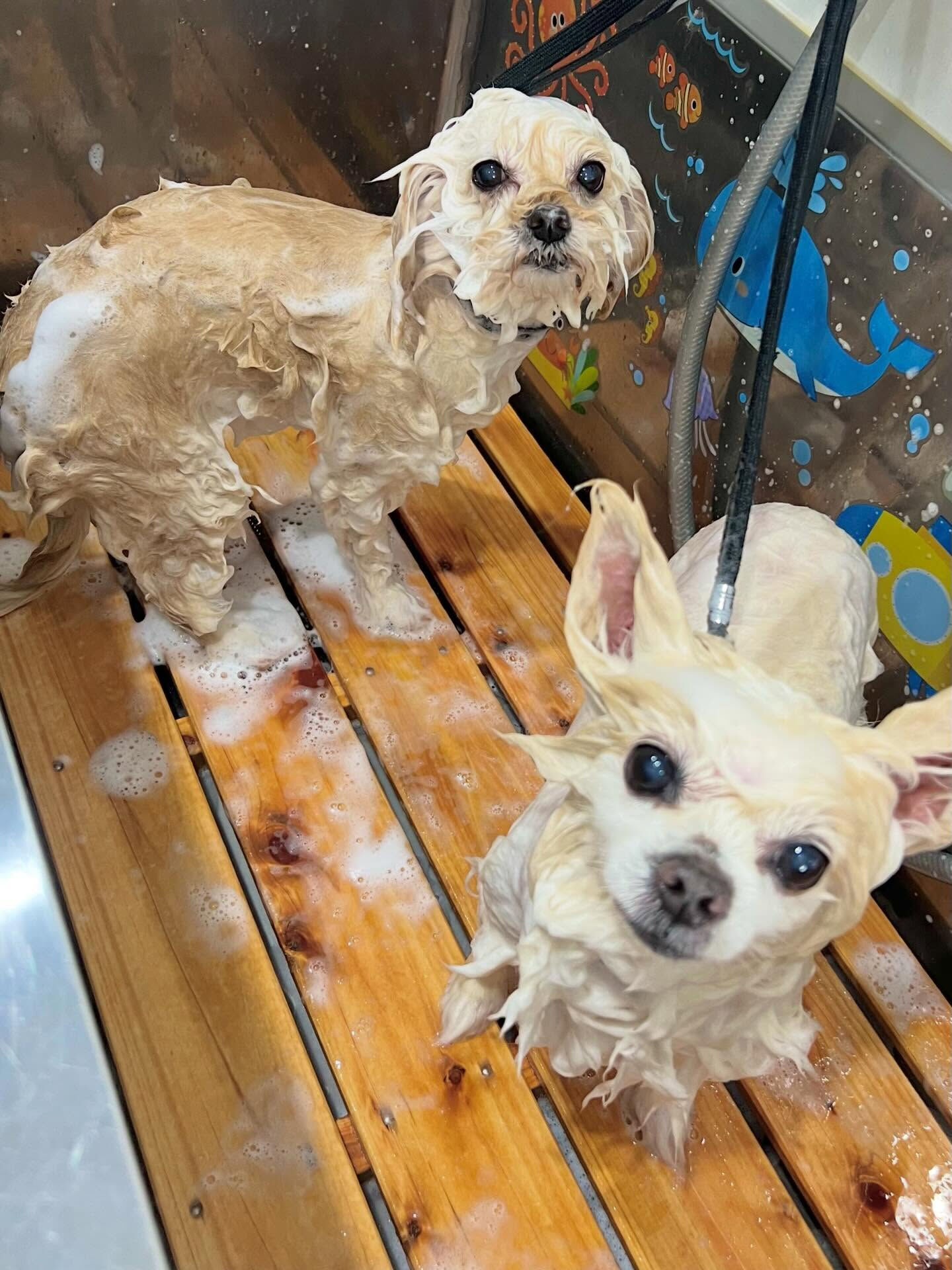 来店いただいたハナちゃんです🐶✨