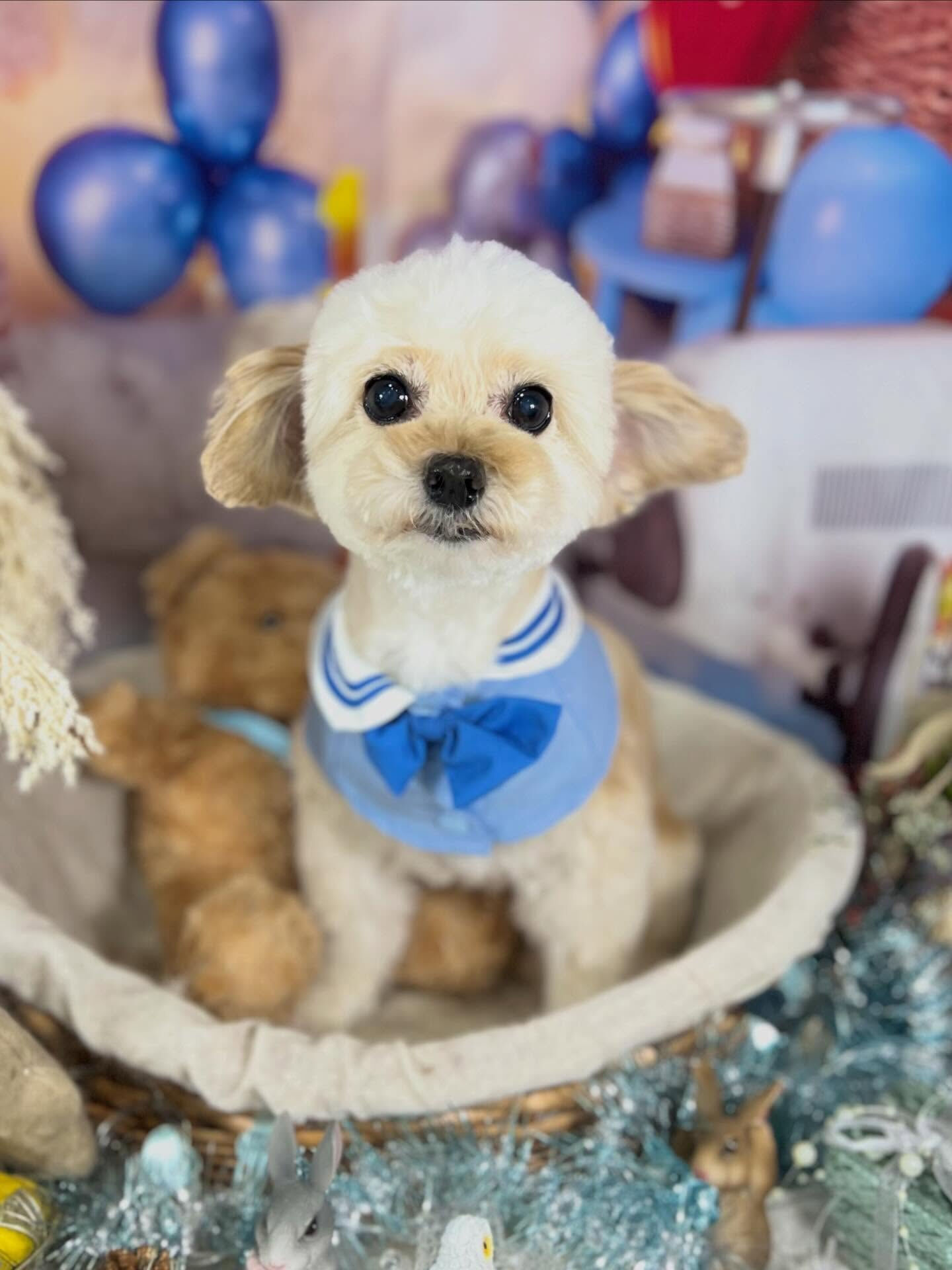来店いただいたハナちゃんです🐶✨