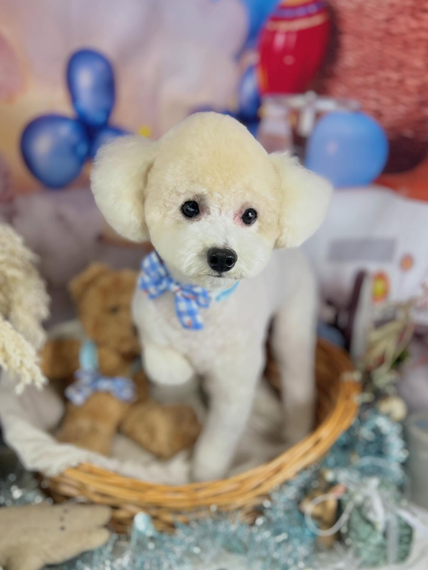 来店いただいたルルくんです🐶✨