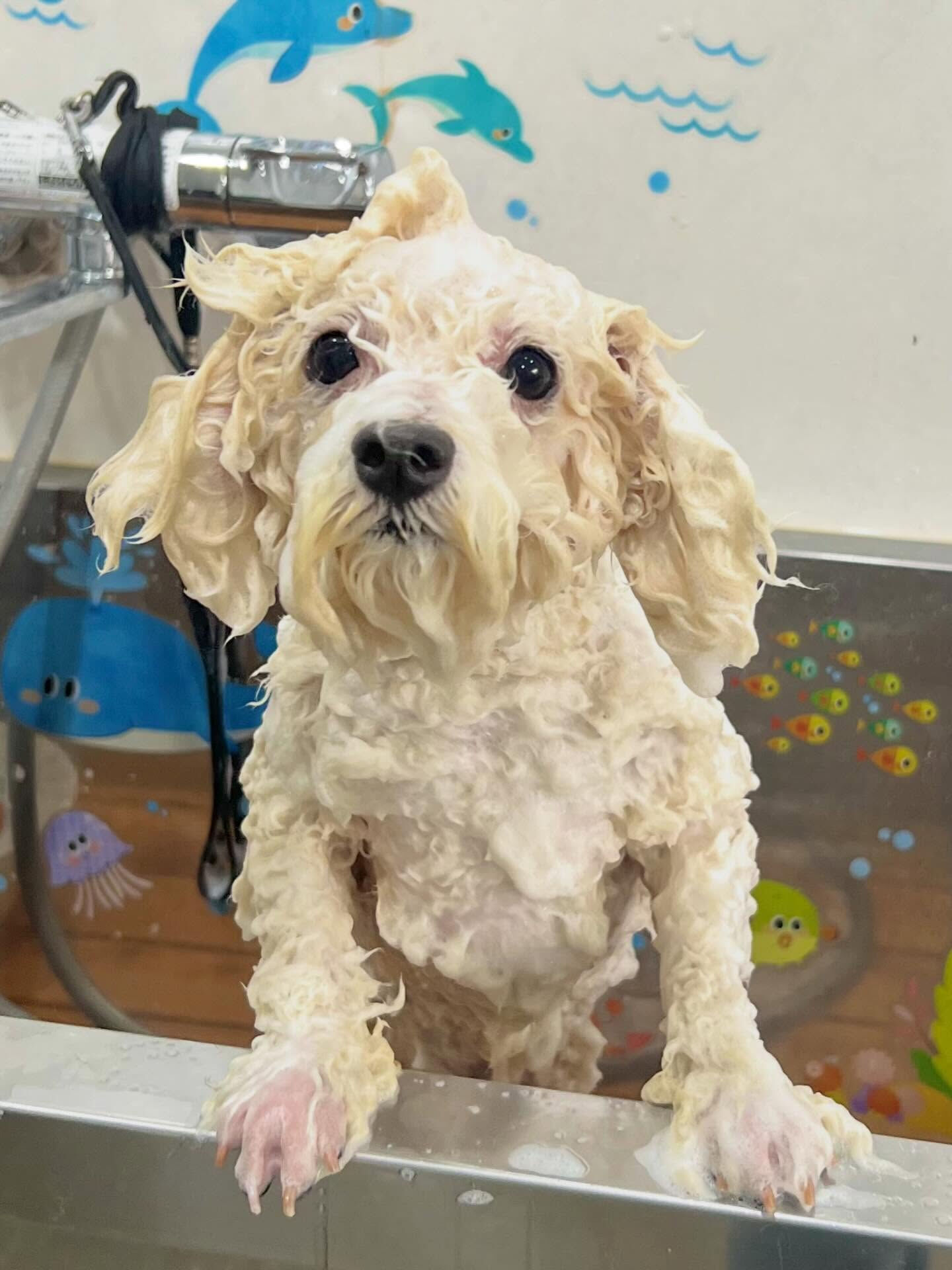 来店いただいたルルくんです🐶✨