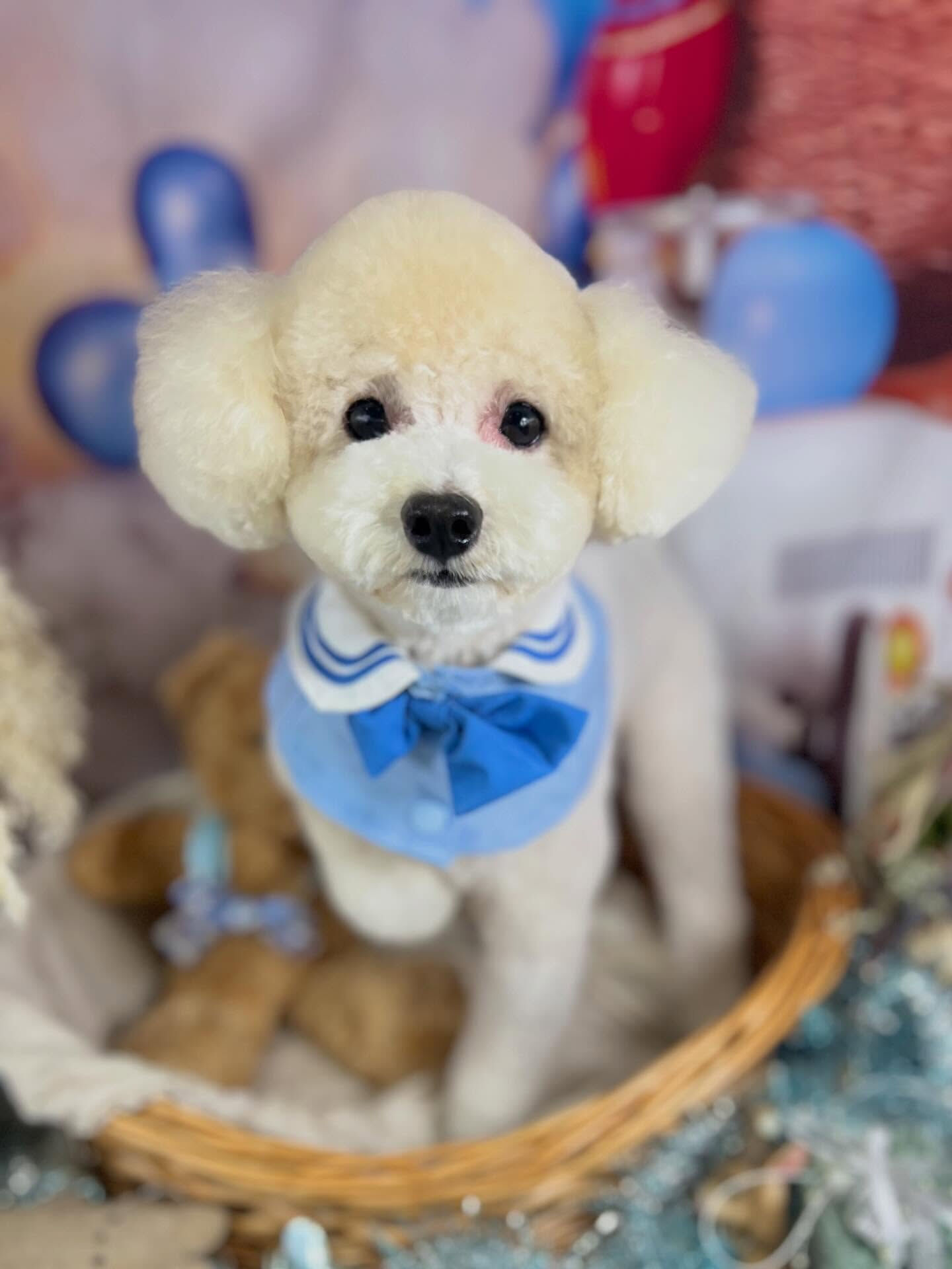 来店いただいたルルくんです🐶✨
