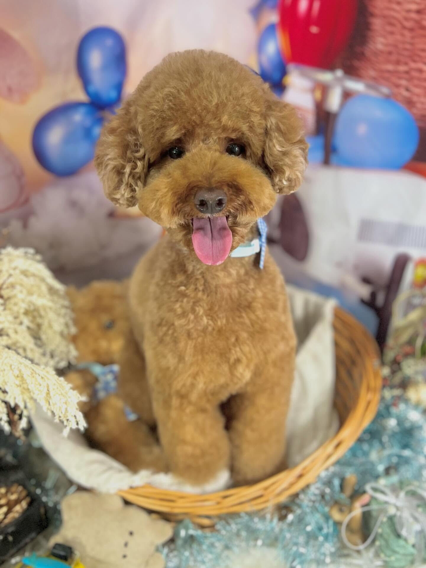 来店いただいたラヴィくんです🐶✨