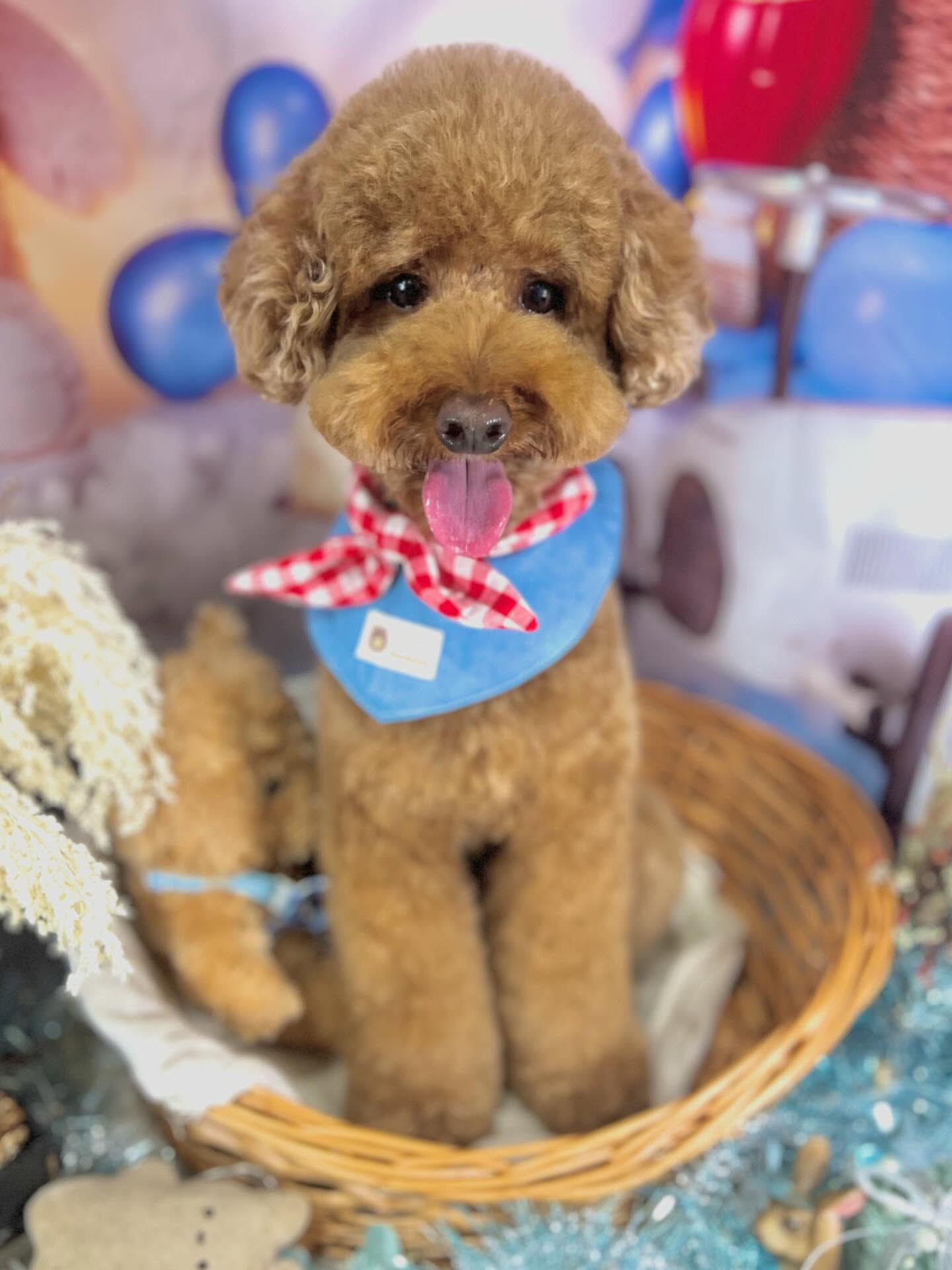 来店いただいたラヴィくんです🐶✨