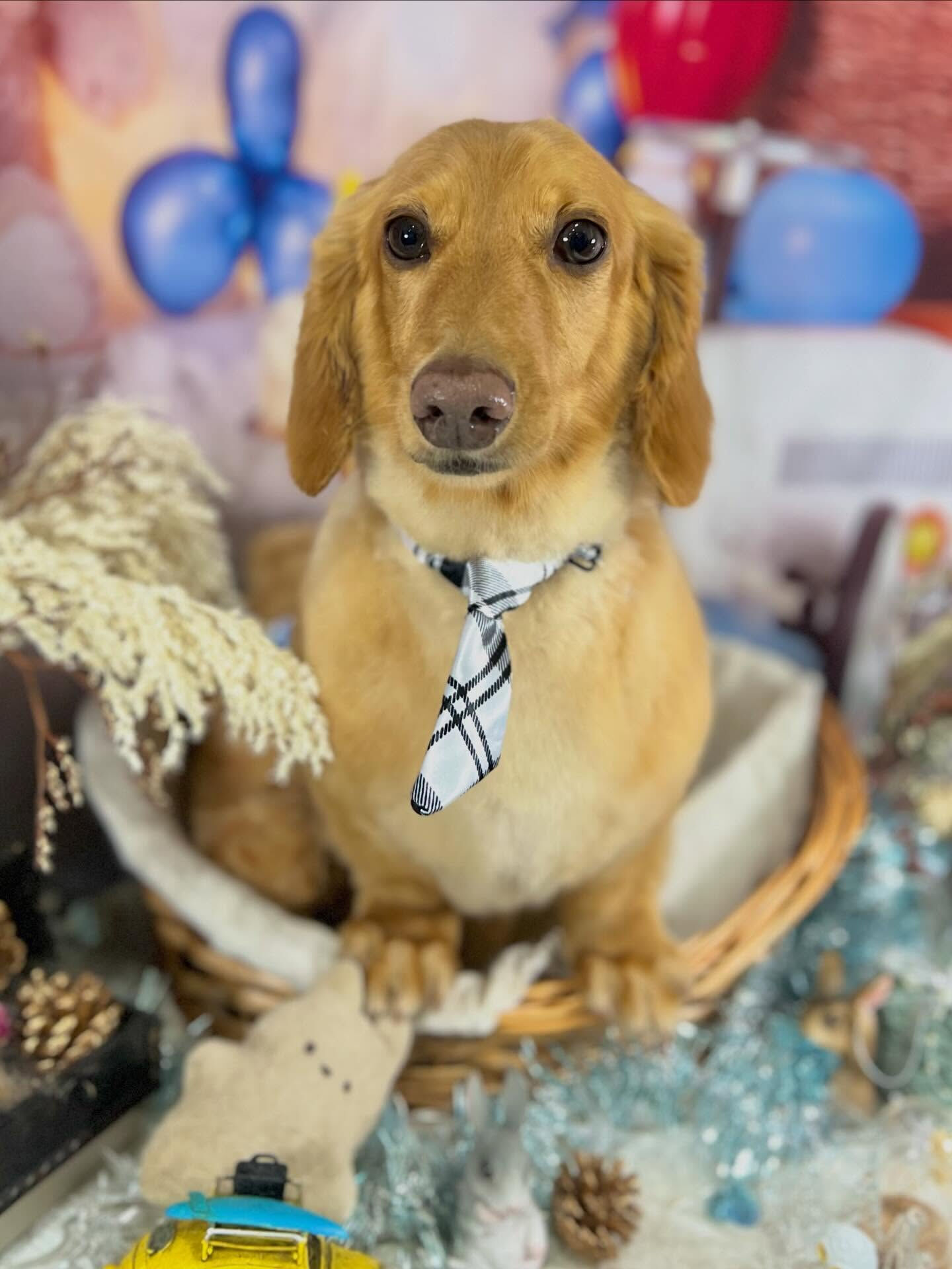 来店いただいたクリくんです🐶✨