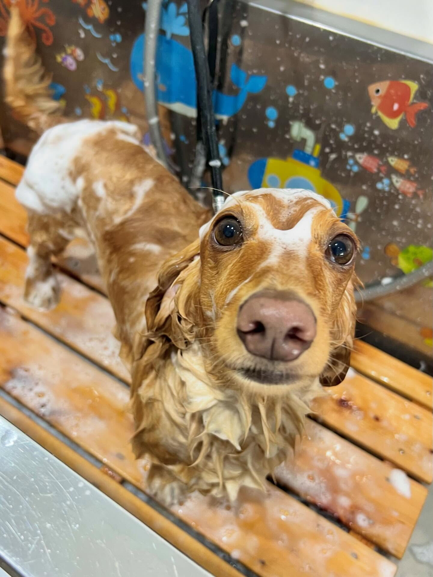 来店いただいたクリくんです🐶✨