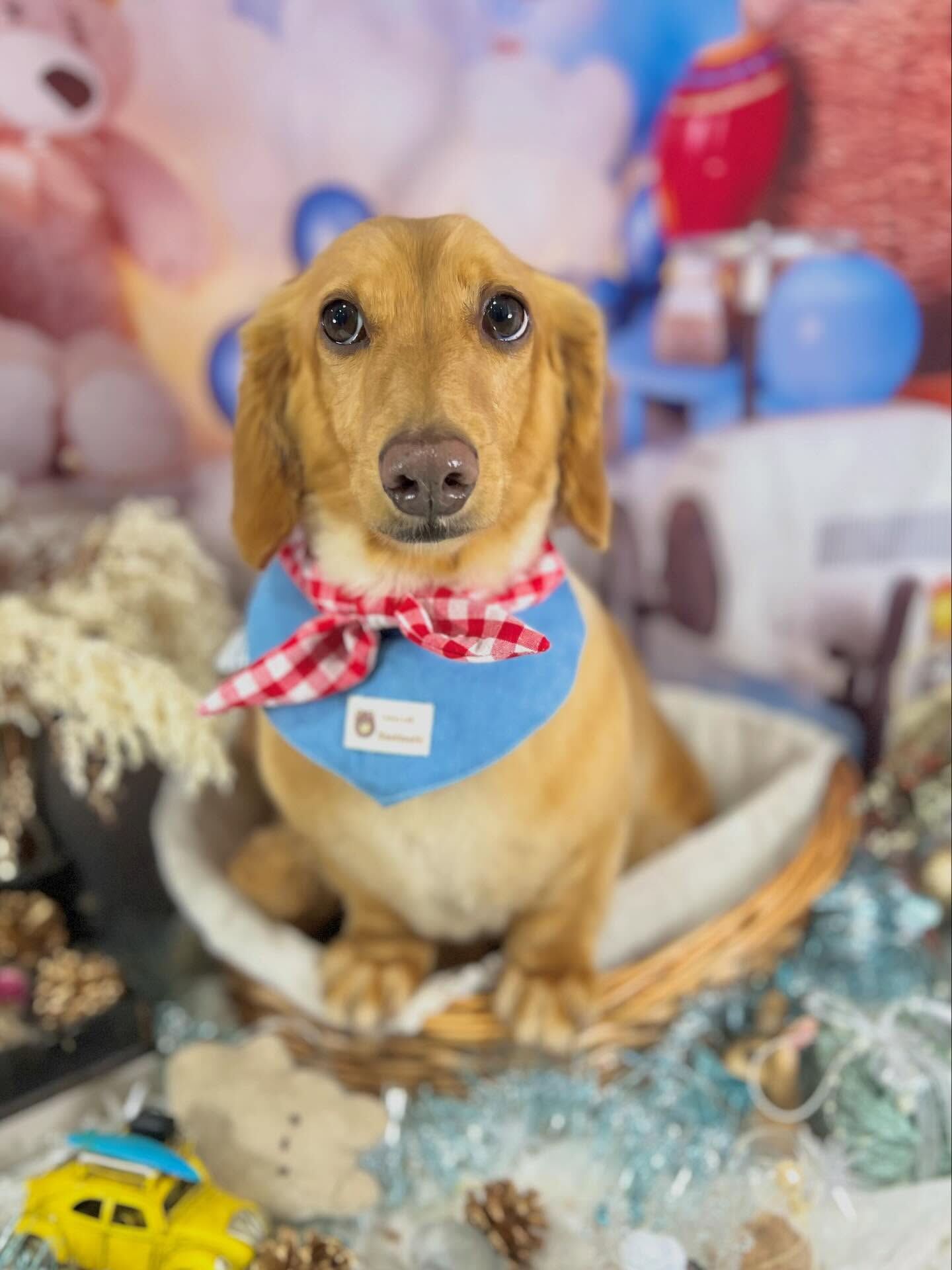 来店いただいたクリくんです🐶✨