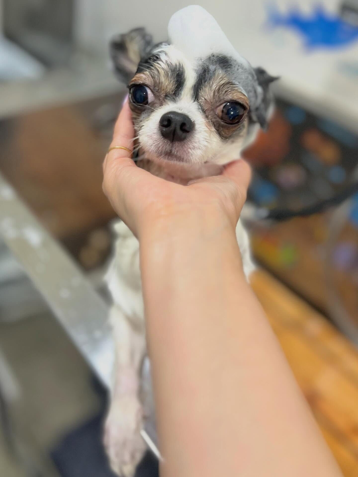 来店いただいた椿ちゃんです🐶✨
