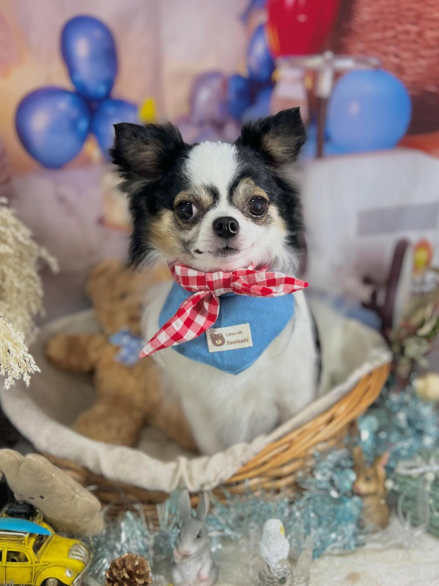 来店いただいた椿ちゃんです🐶✨