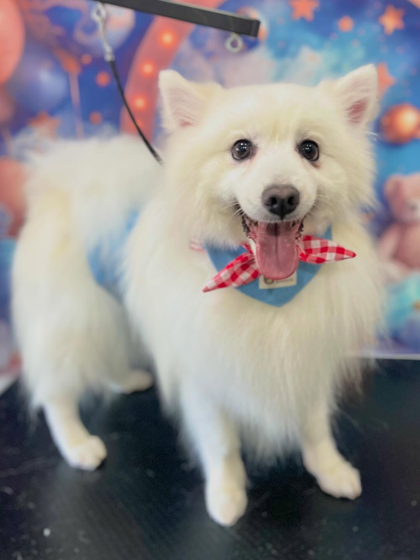 来店いただいたLULUくんです🐶✨