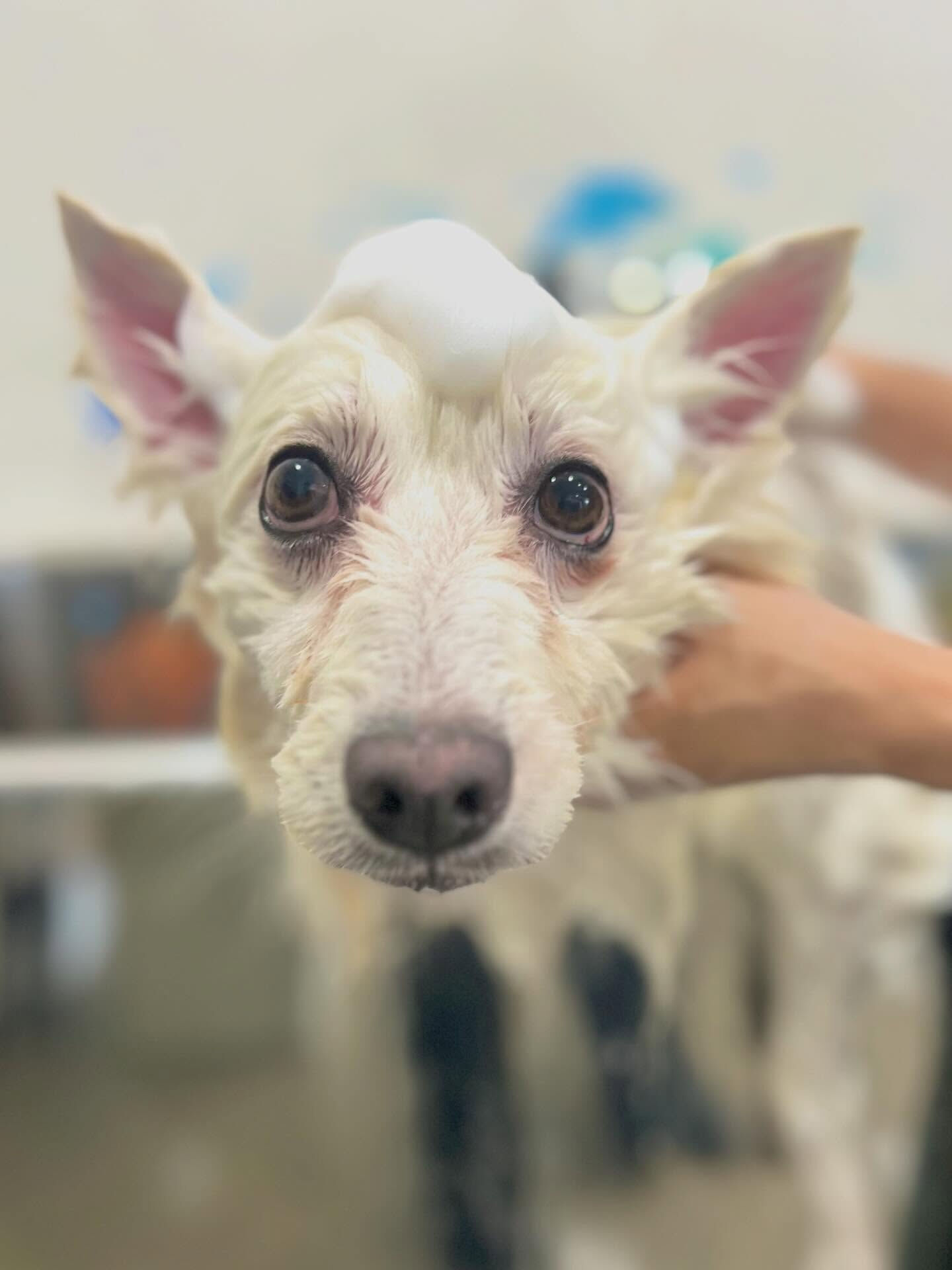 来店いただいたLULUくんです🐶✨