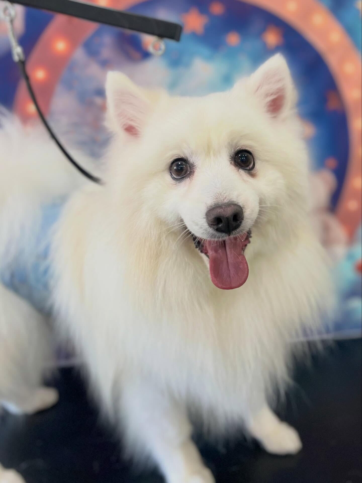 来店いただいたLULUくんです🐶✨