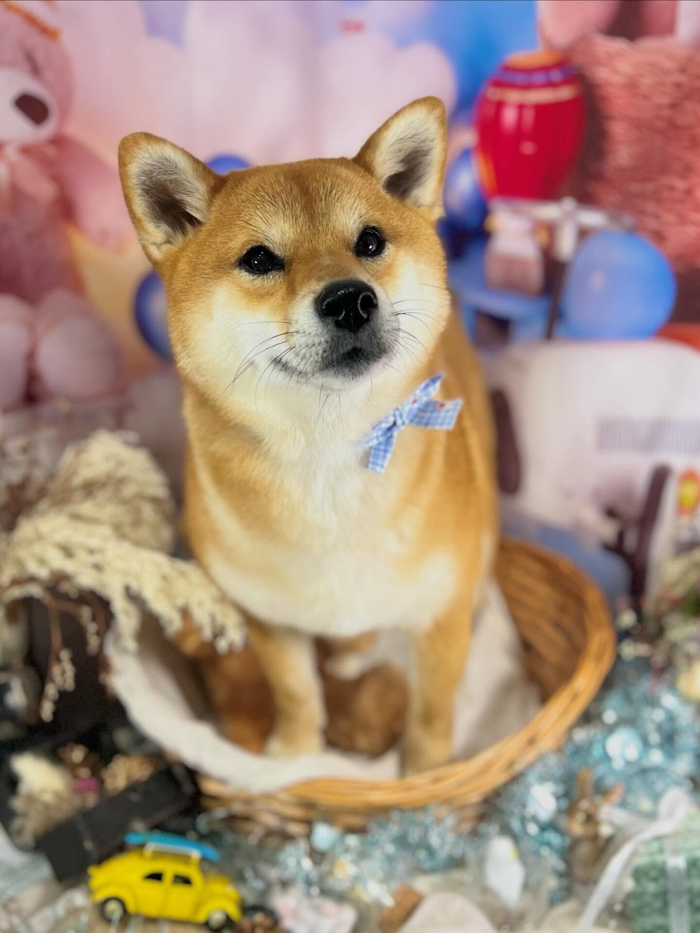 来店いただいた彩生ちゃんです🐶✨