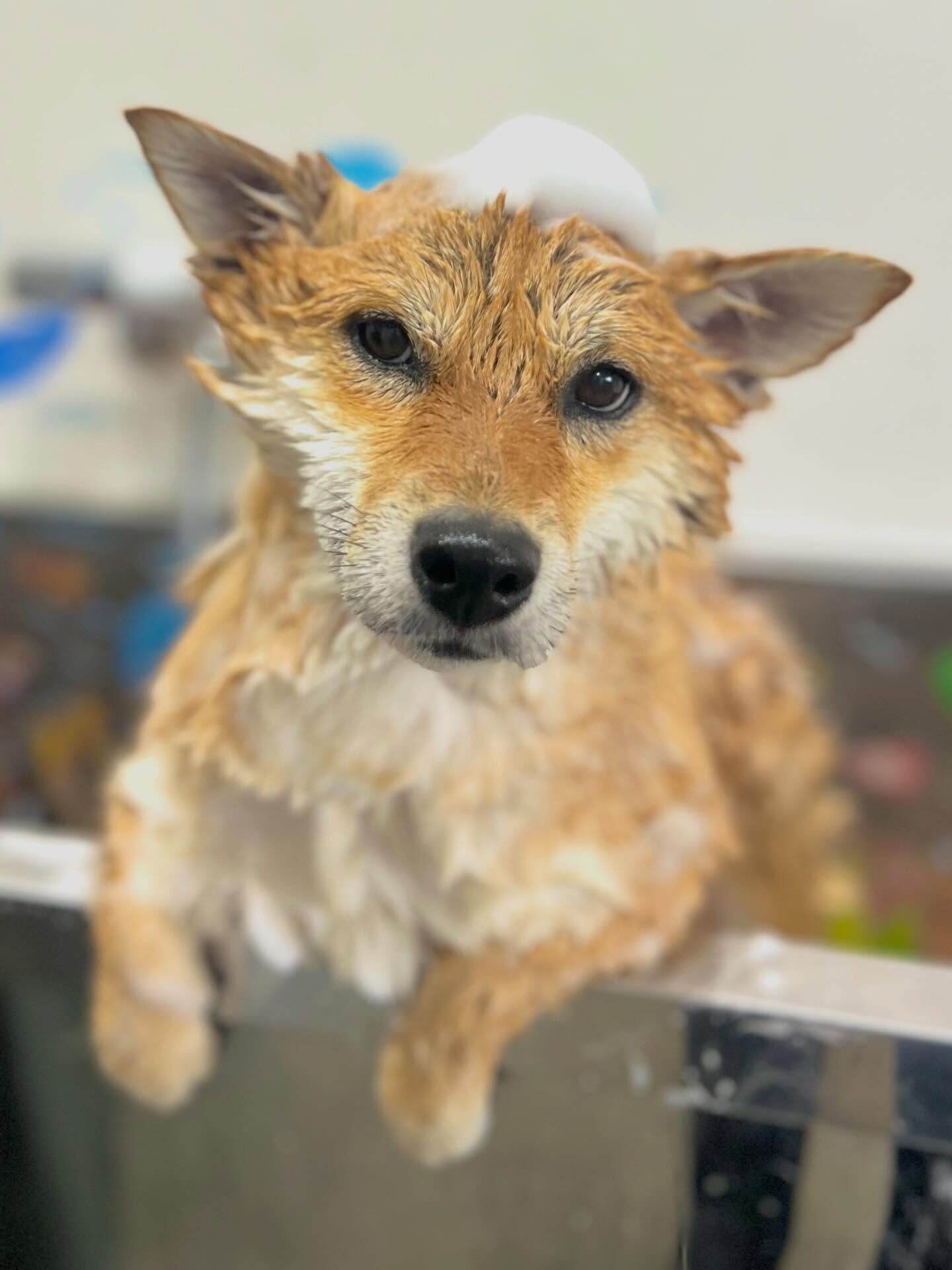 来店いただいた彩生ちゃんです🐶✨