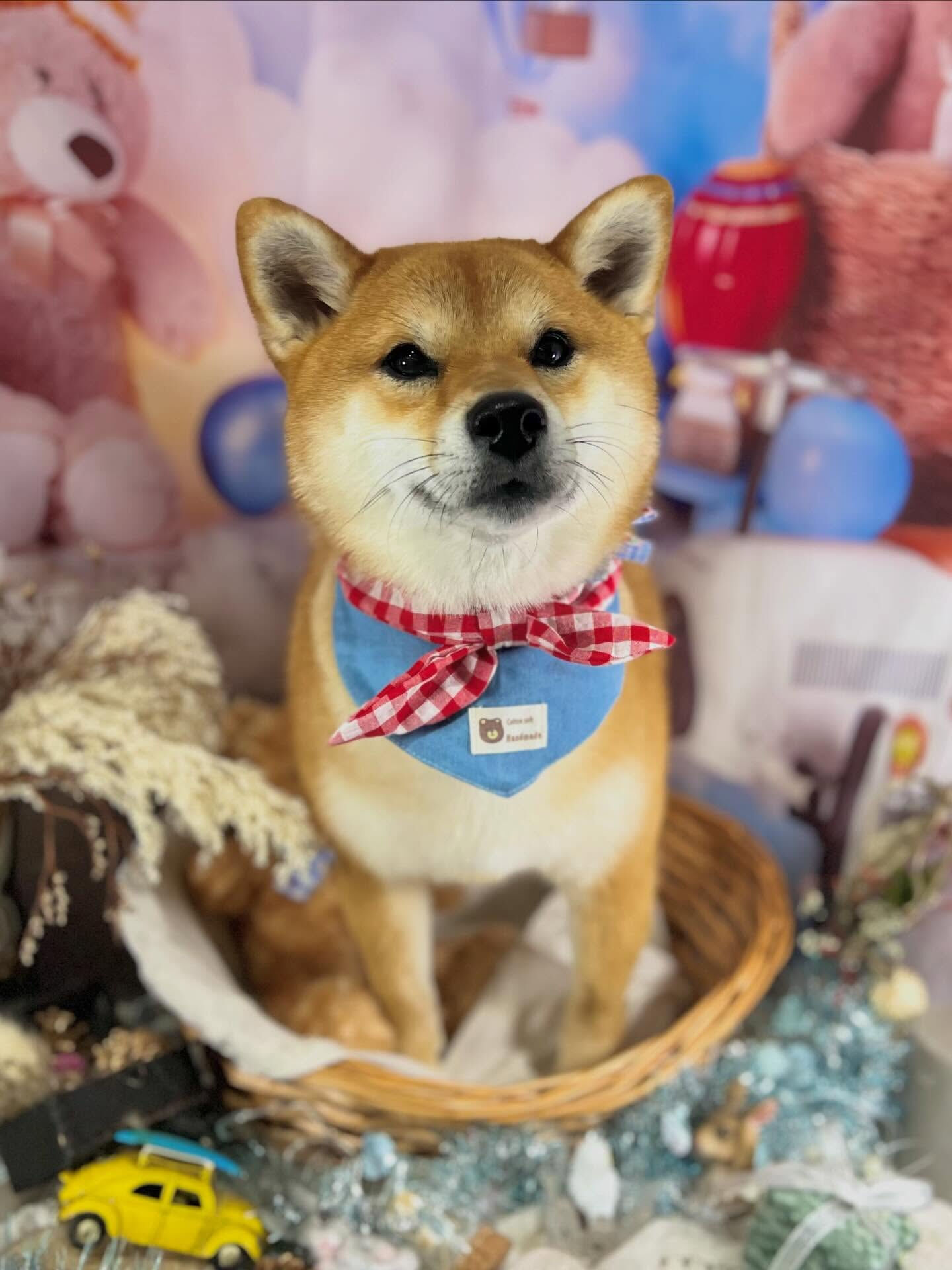 来店いただいた彩生ちゃんです🐶✨