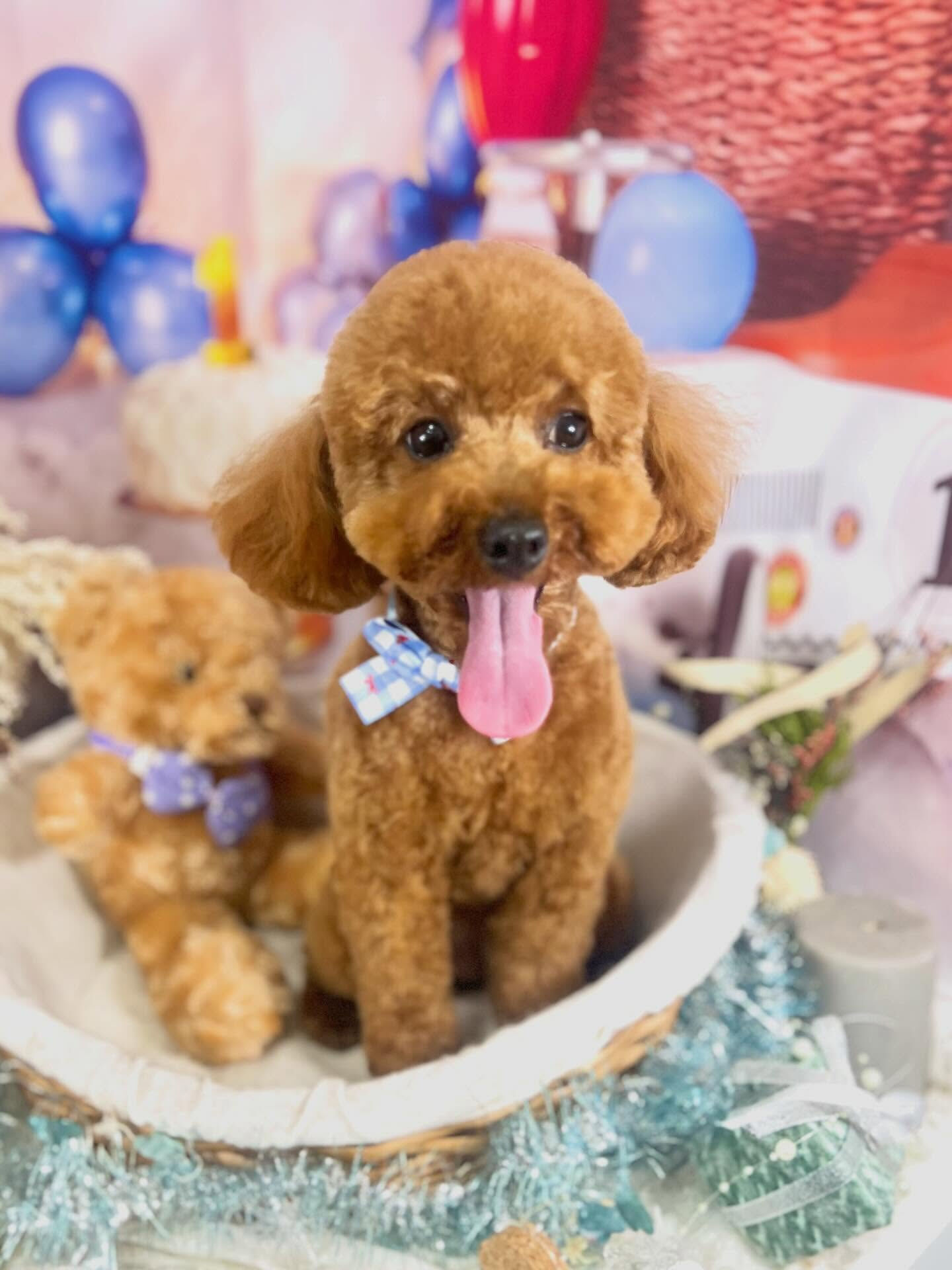 来店いただいたラテちゃんです🐶✨