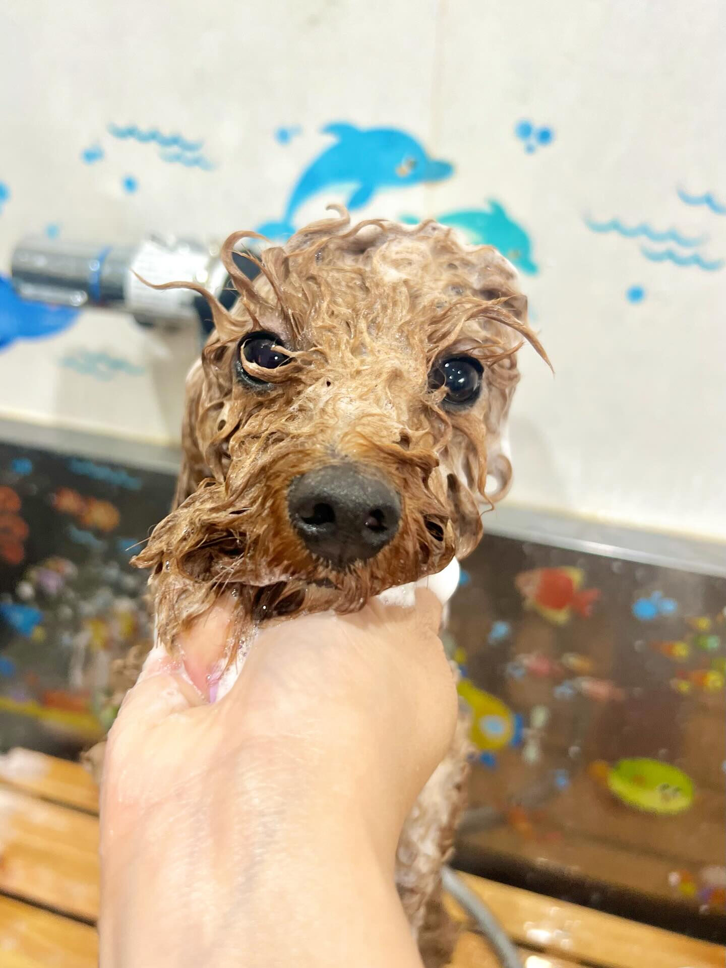 来店いただいたラテちゃんです🐶✨