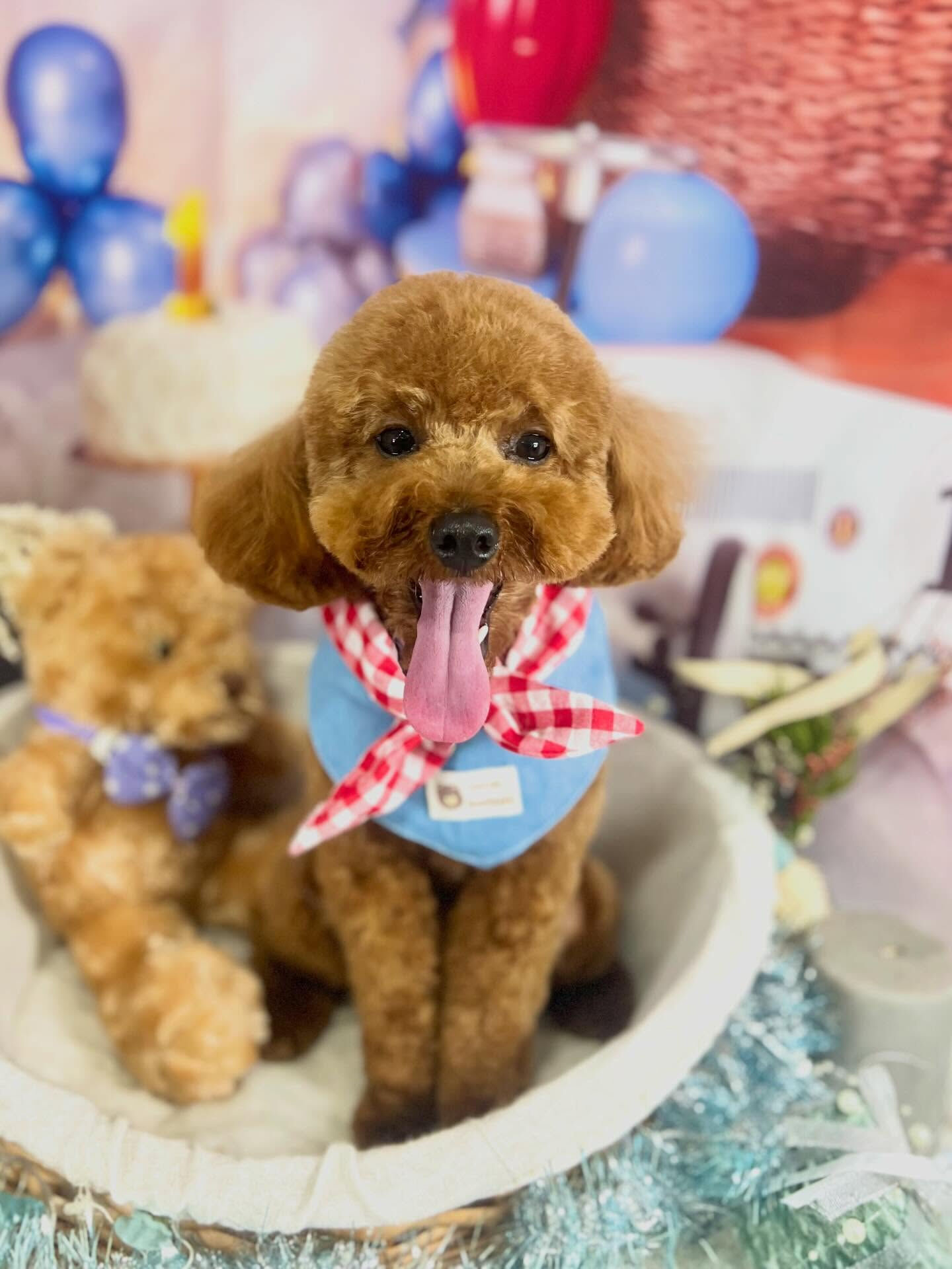 来店いただいたラテちゃんです🐶✨