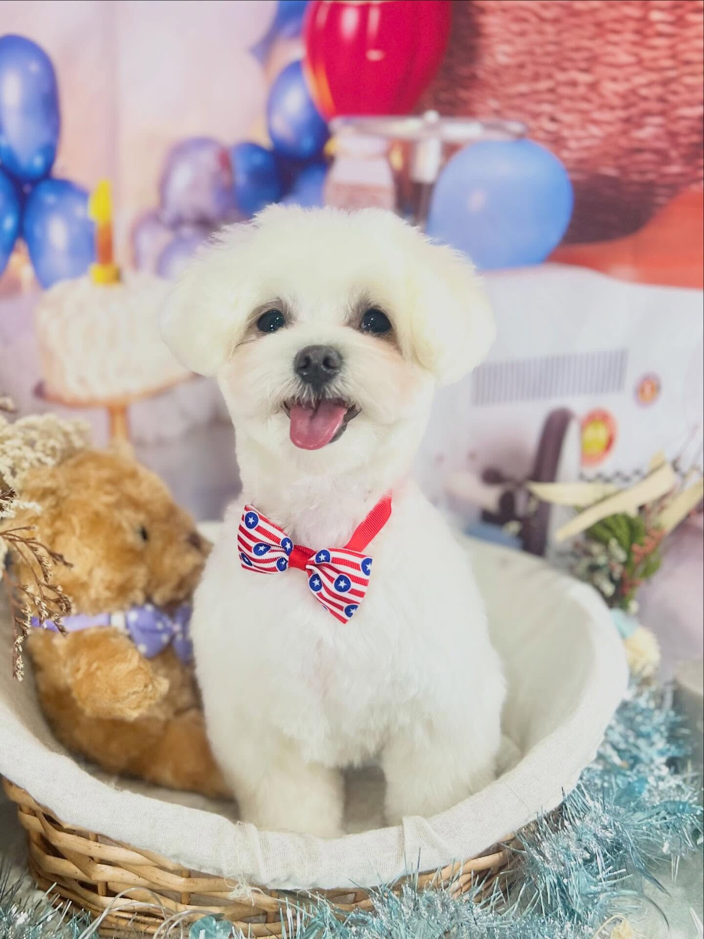 来店いただいたラテくんです🐶✨