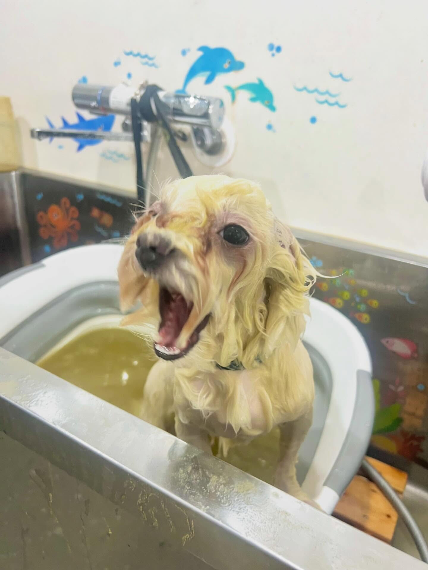 来店いただいたラテくんです🐶✨