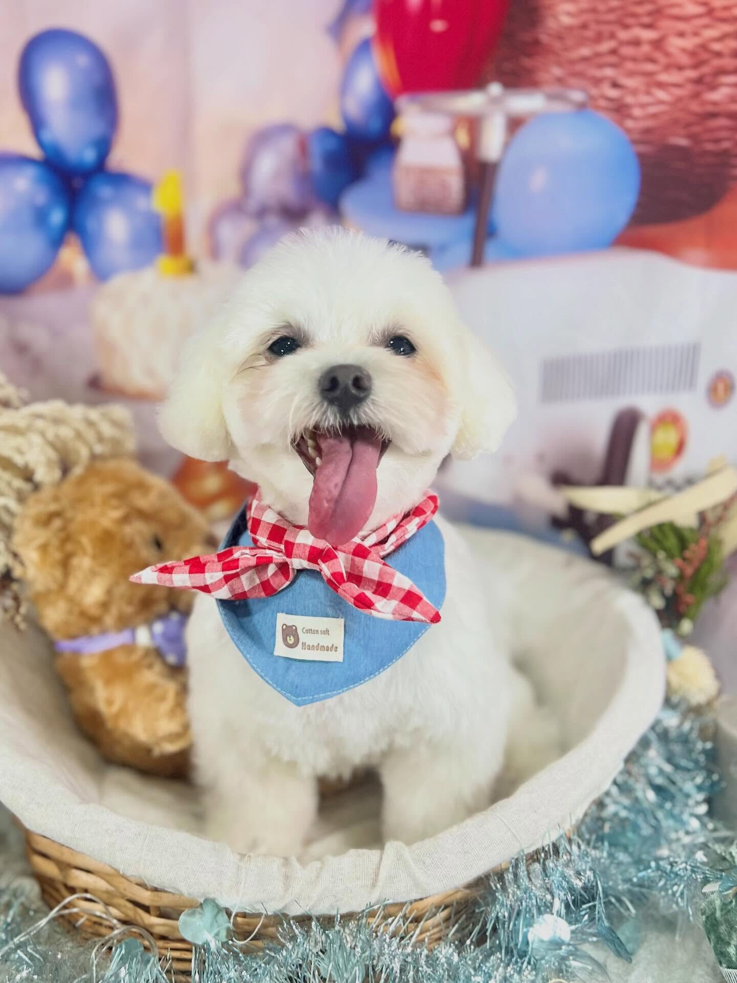 来店いただいたラテくんです🐶✨