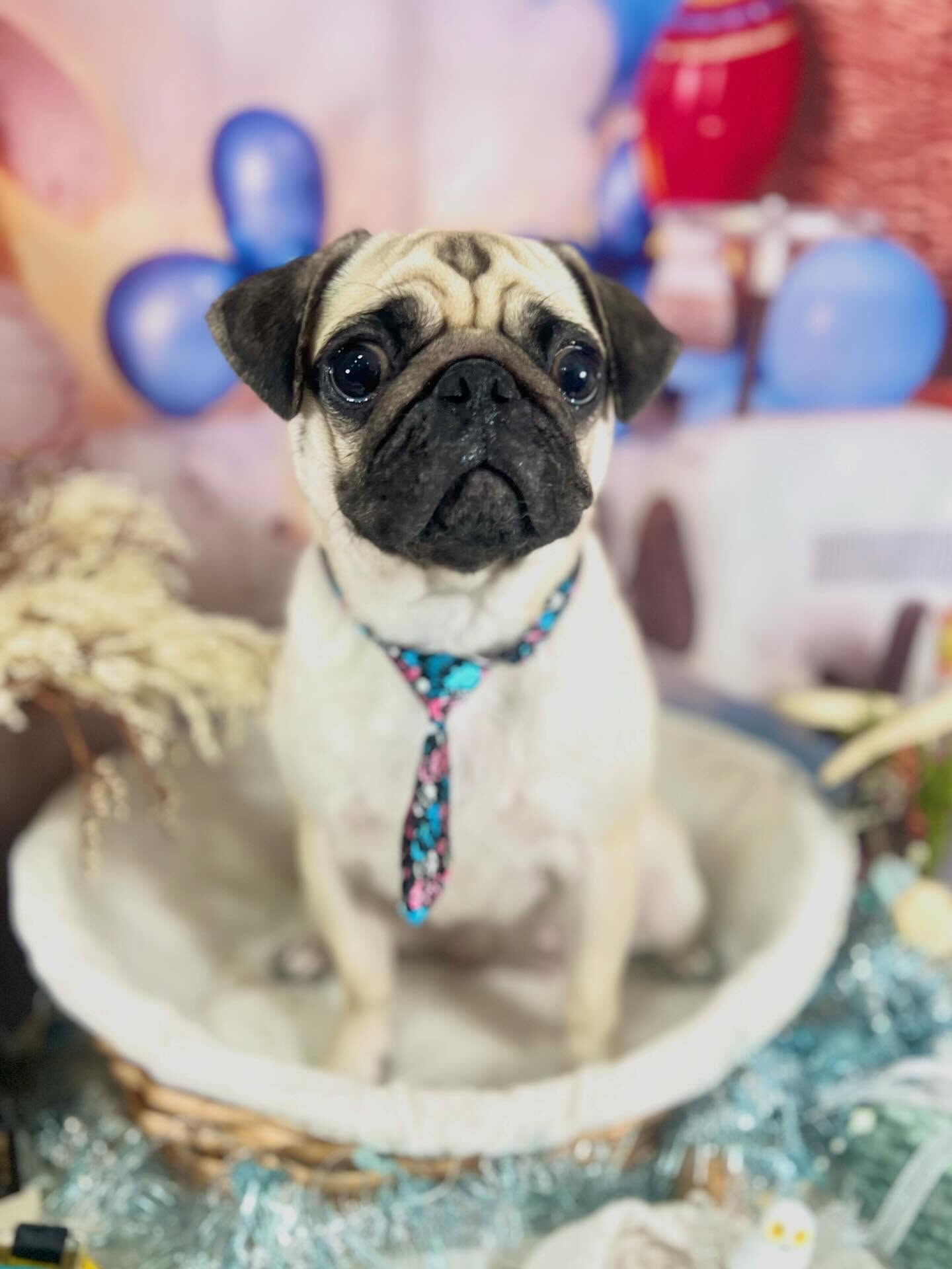 来店いただいたこはぎちゃんです🐶✨