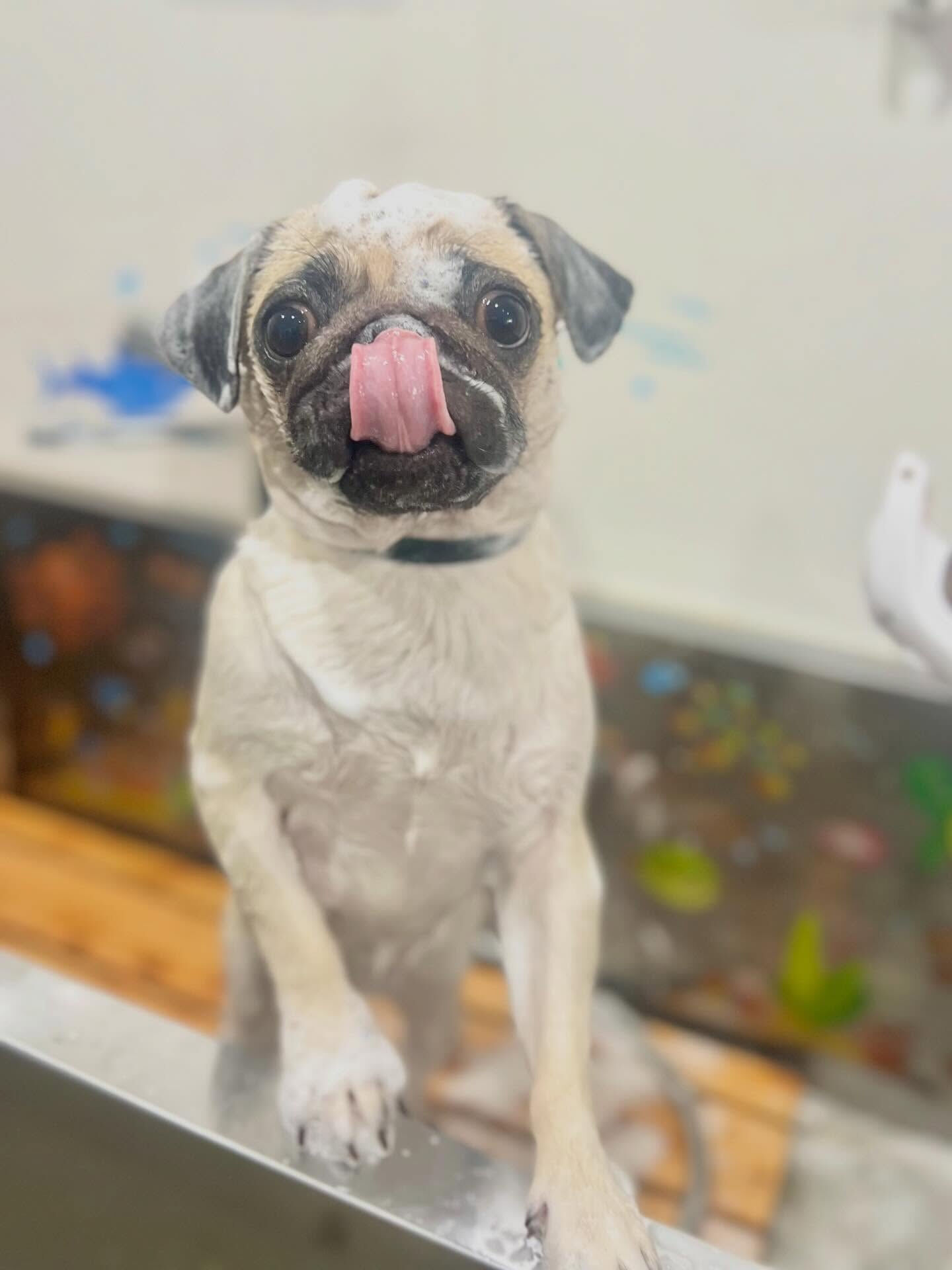 来店いただいたこはぎちゃんです🐶✨