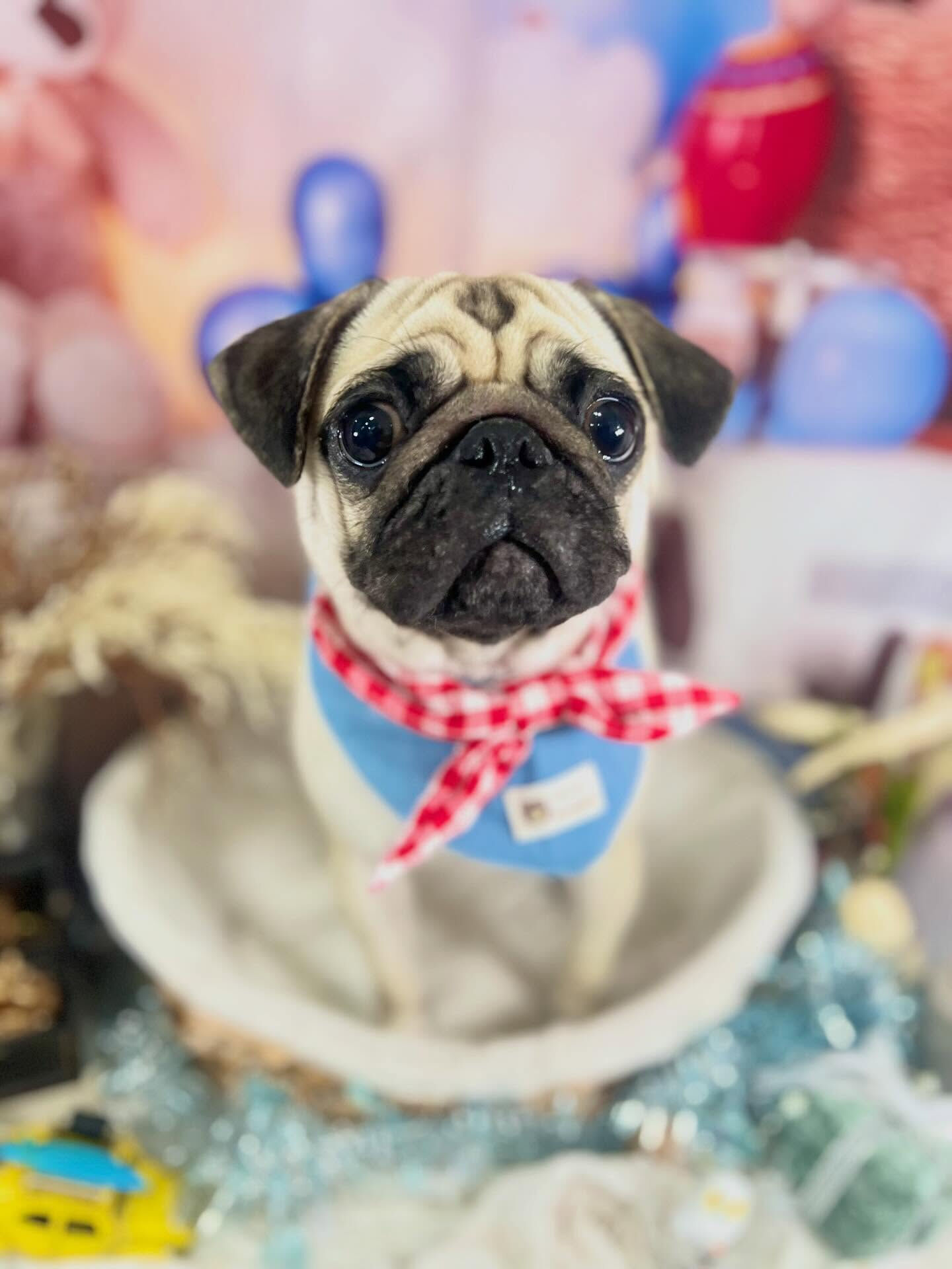来店いただいたこはぎちゃんです🐶✨