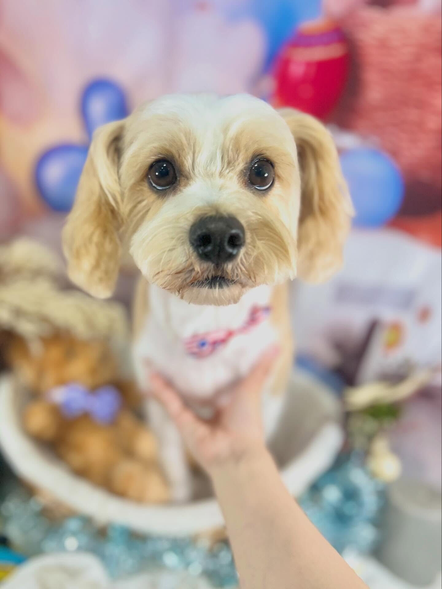 来店いただいたたたくんです🐶✨
