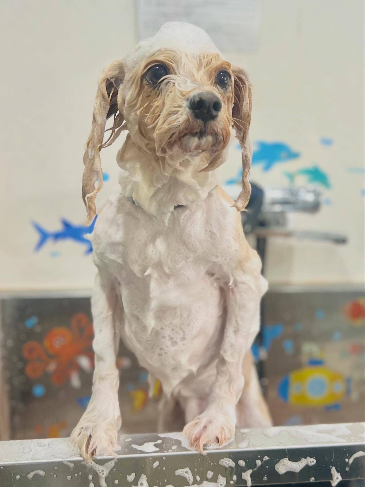 来店いただいたたたくんです🐶✨