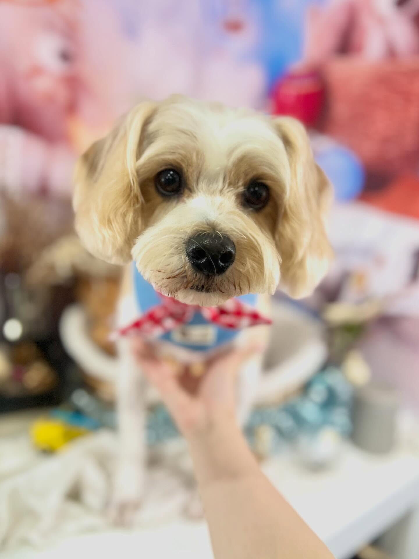 来店いただいたたたくんです🐶✨