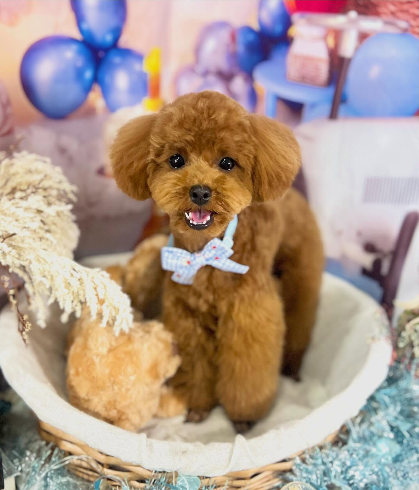 来店いただいた琥太郎くんです🐶✨