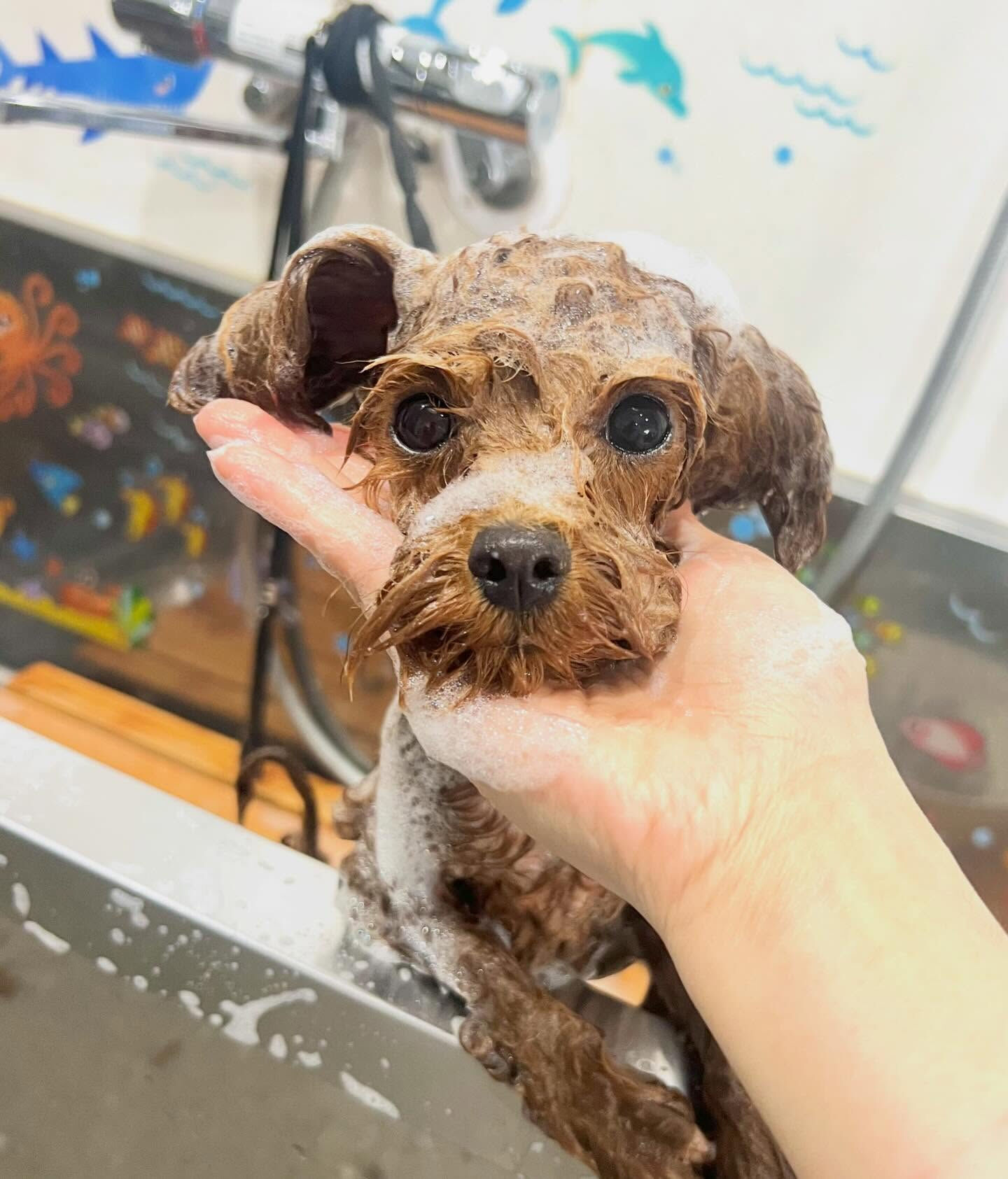 来店いただいた琥太郎くんです🐶✨