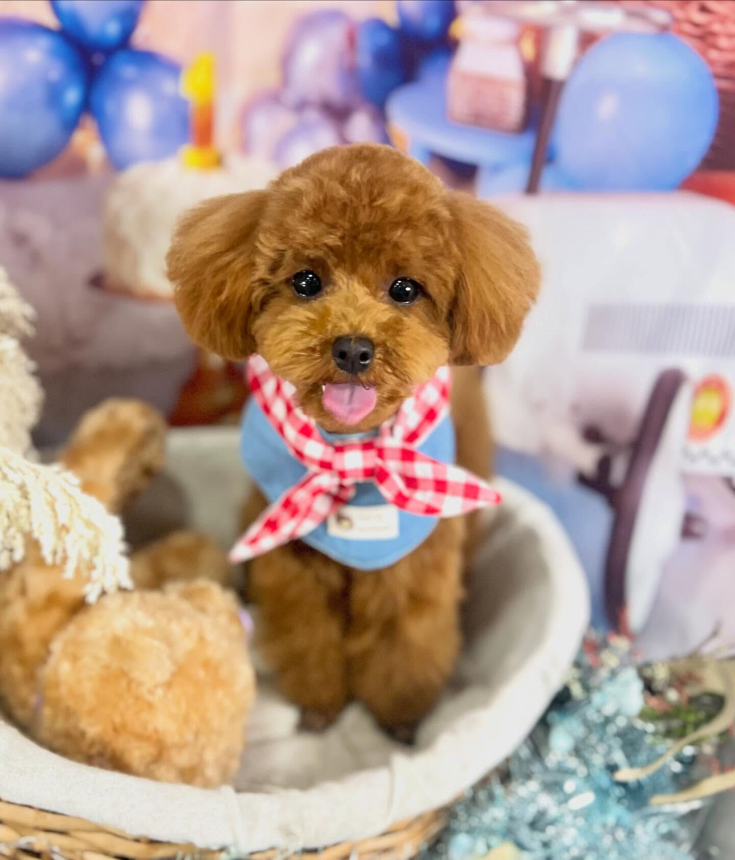 来店いただいた琥太郎くんです🐶✨