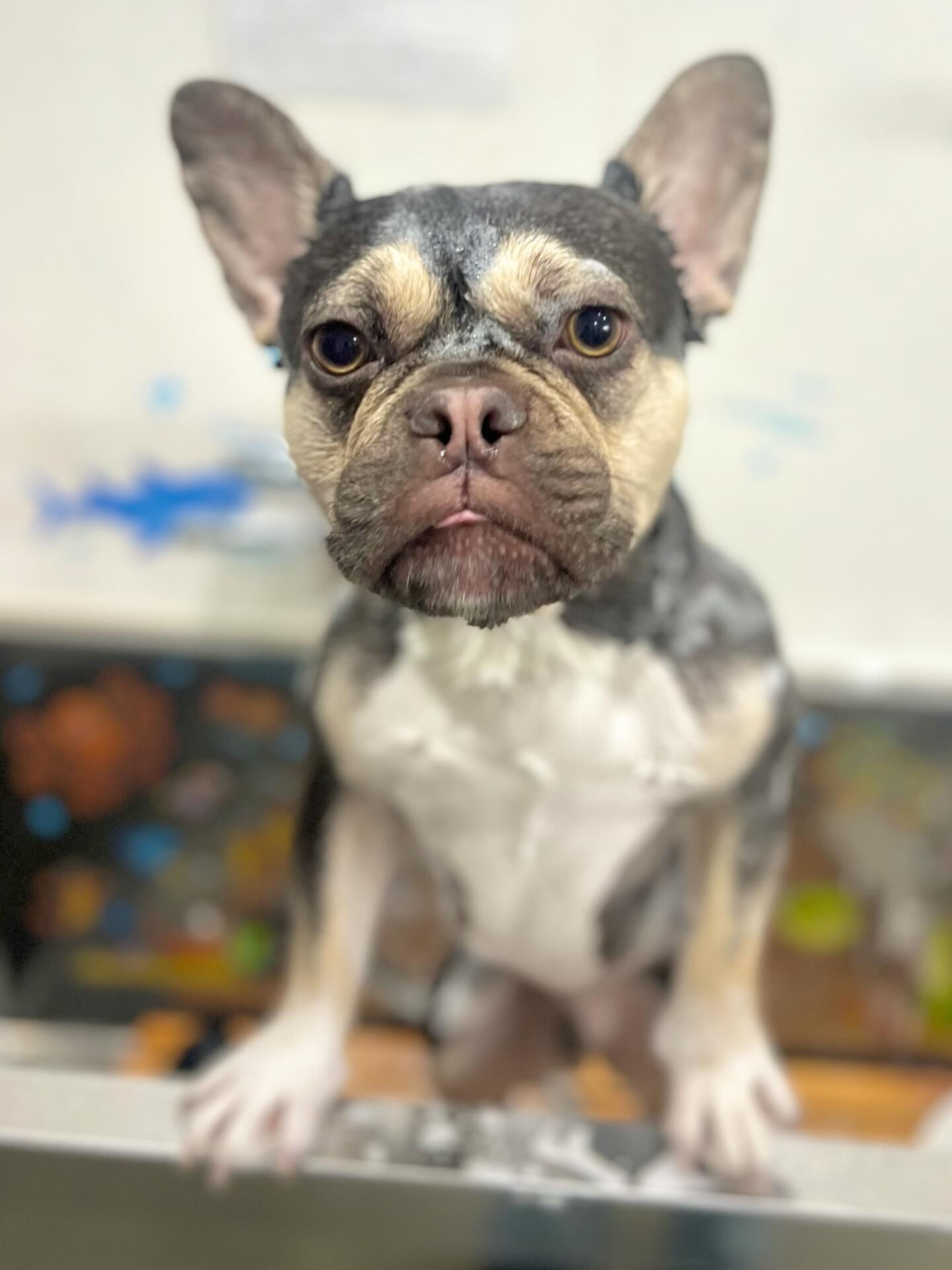 来店いただいたシルバくんです🐶✨