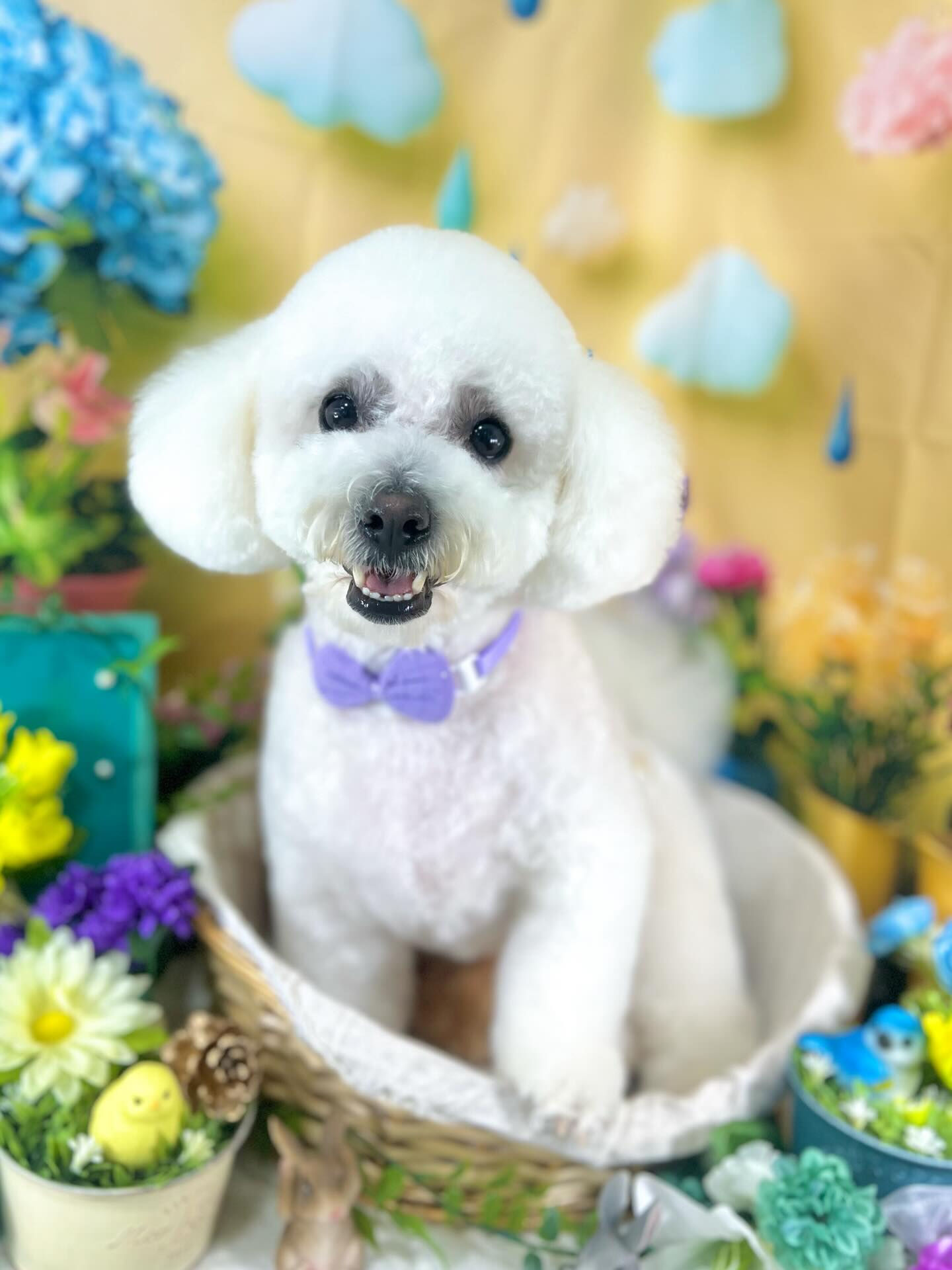 来店いただいたアムロくんです🐶✨
