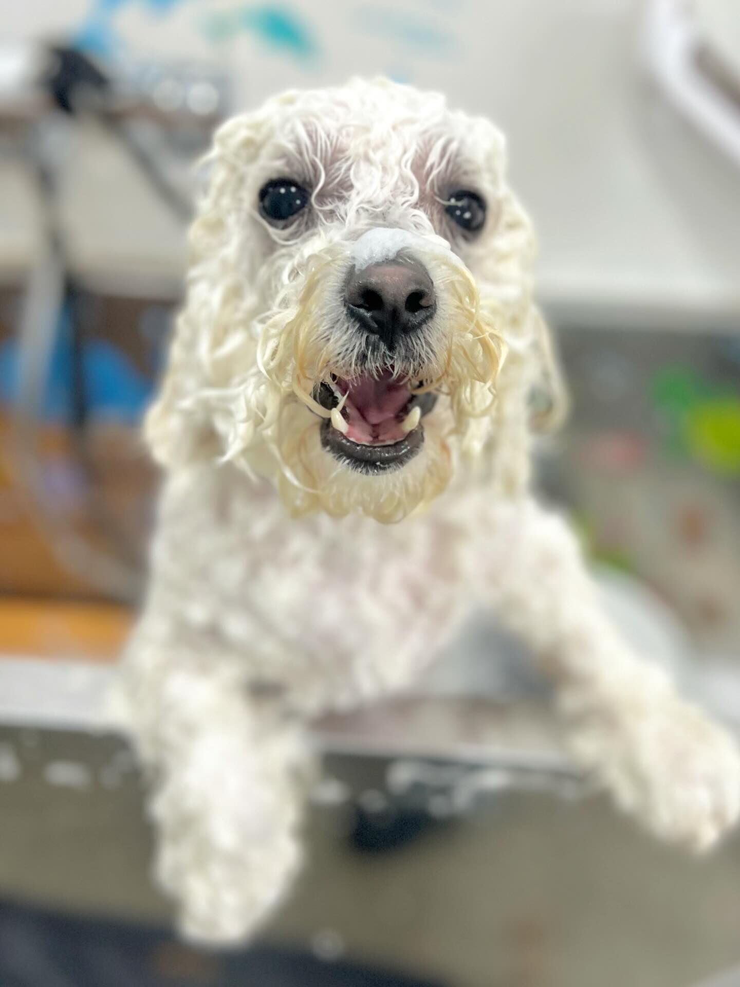 来店いただいたアムロくんです🐶✨