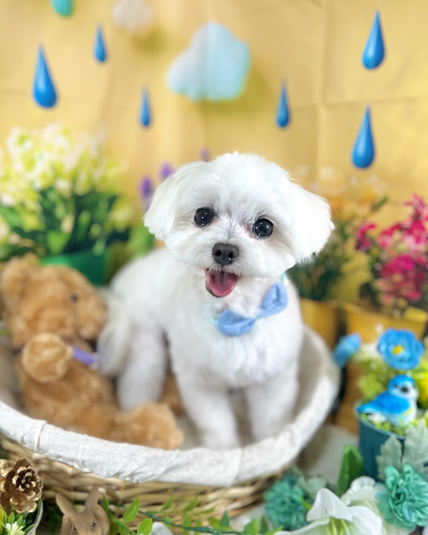 来店いただいたむぎちゃんです🐶✨