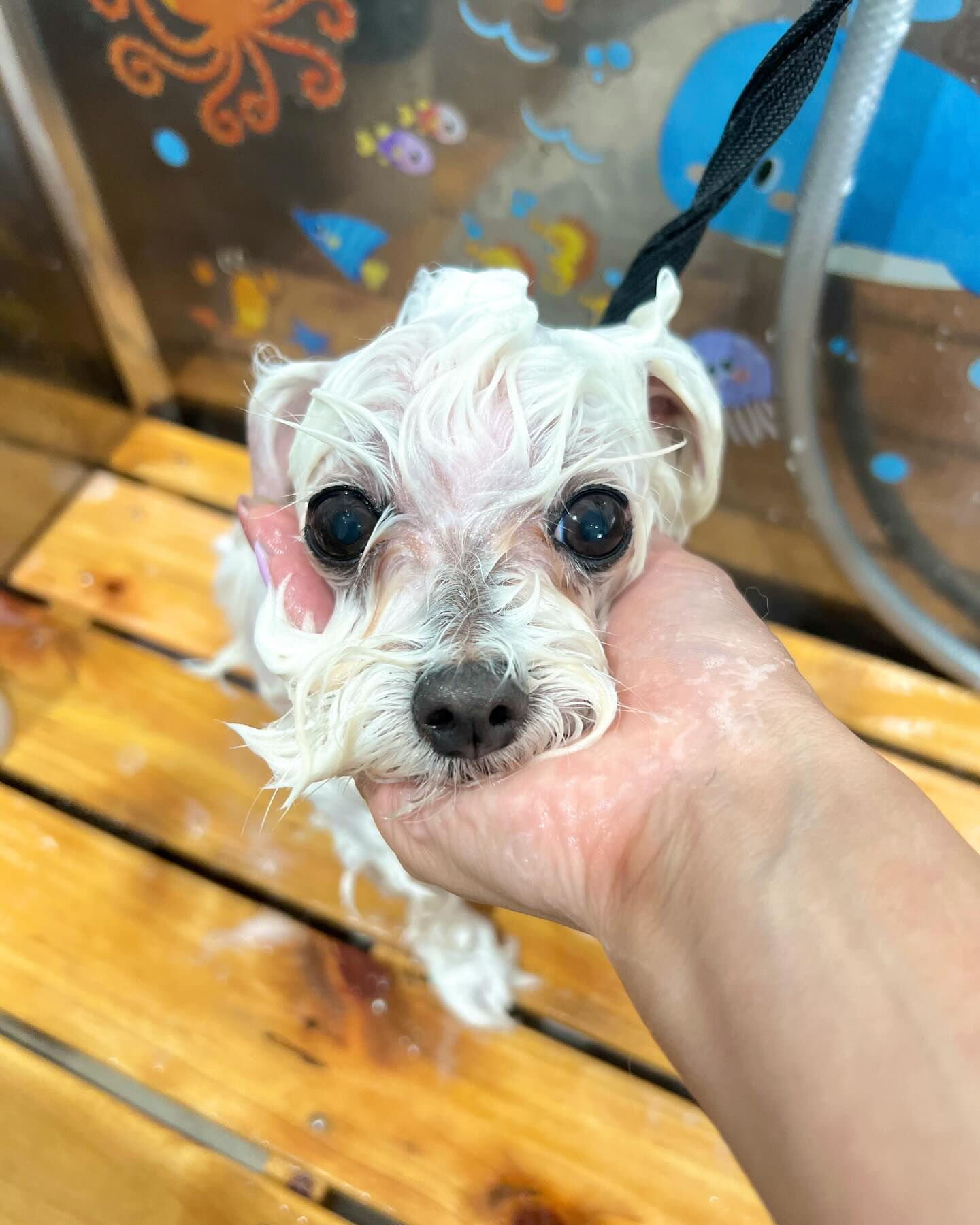 来店いただいたむぎちゃんです🐶✨