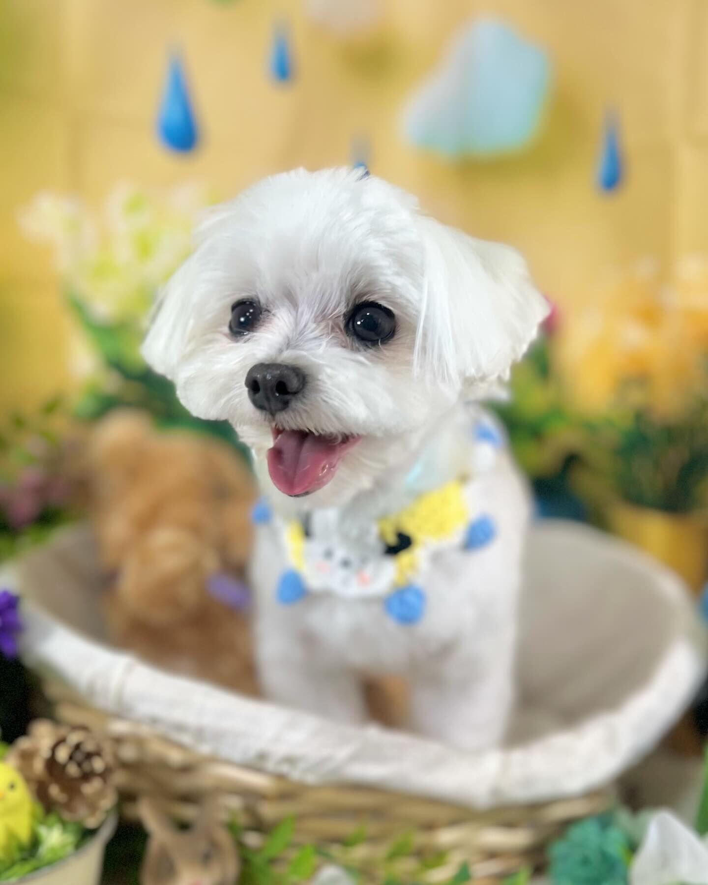 来店いただいたむぎちゃんです🐶✨